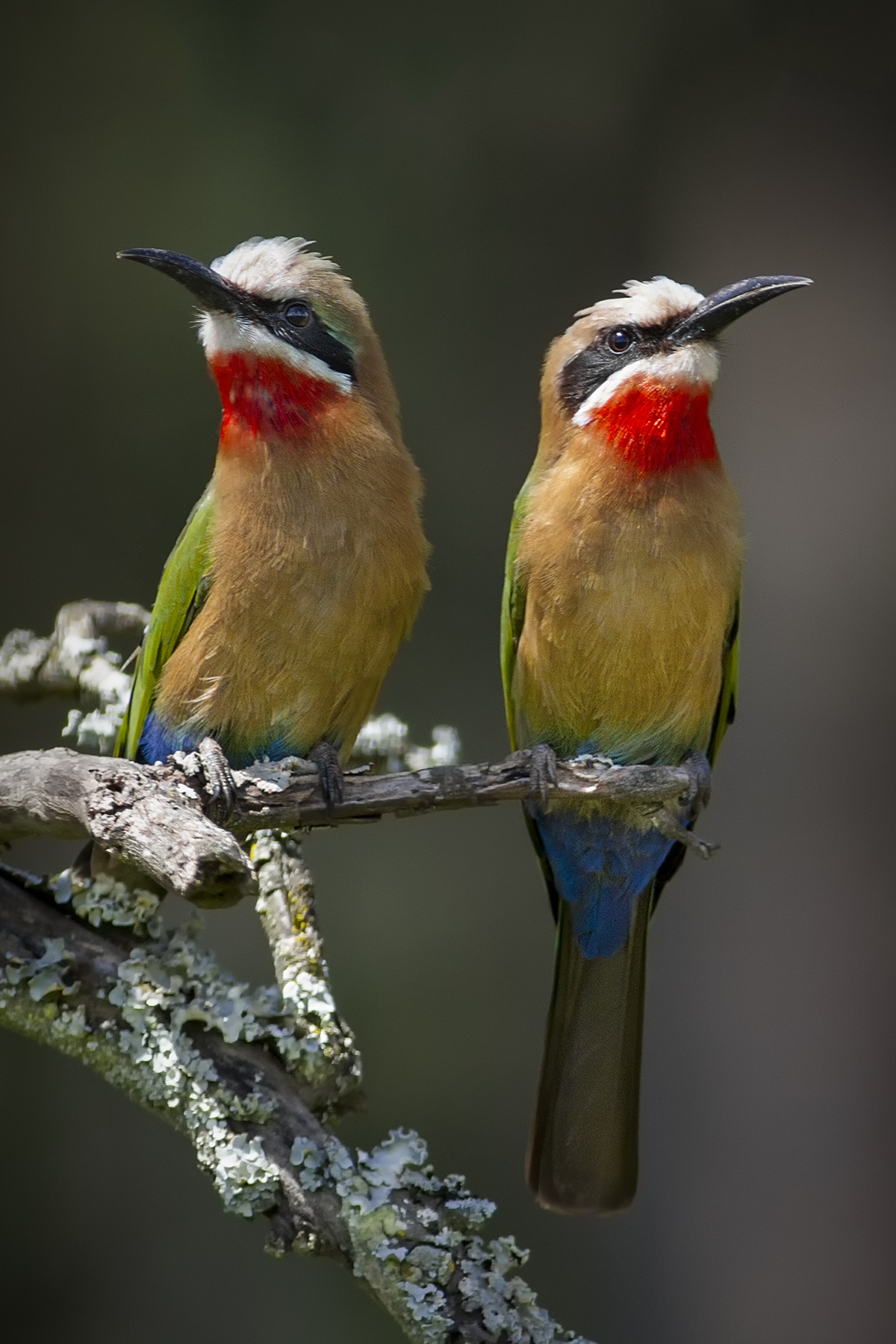 White-fronted Bee-eater...
