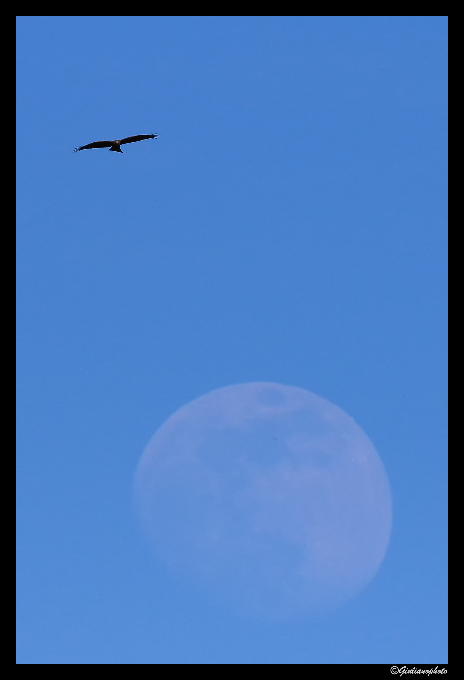 The Kite and the moon...