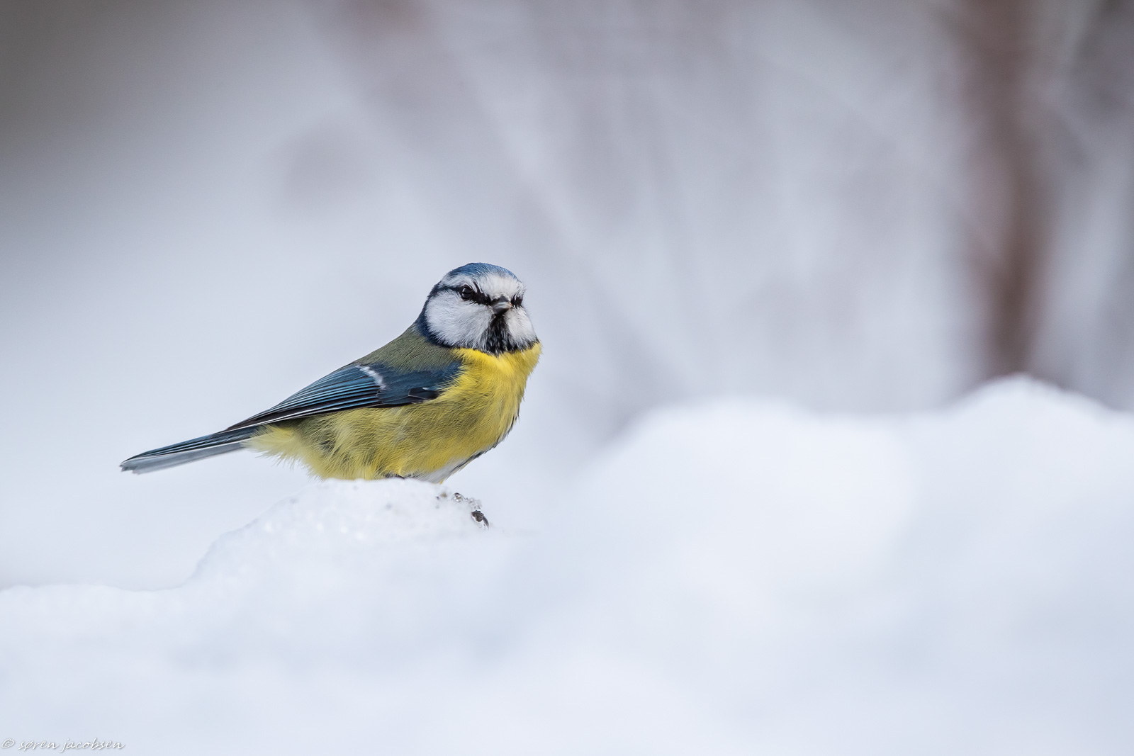 Blue Tit in the snow!...