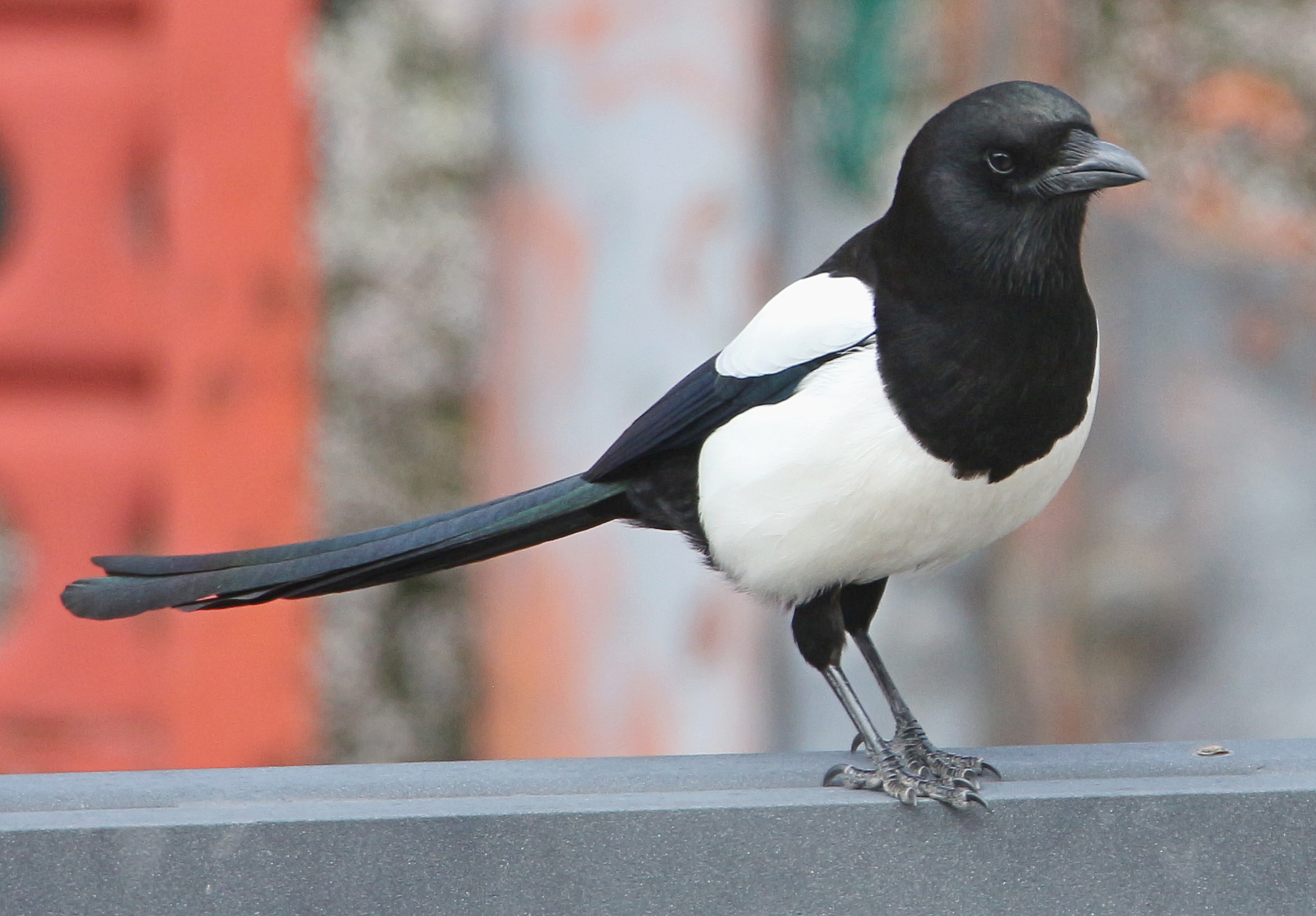 Magpie in the backyard...