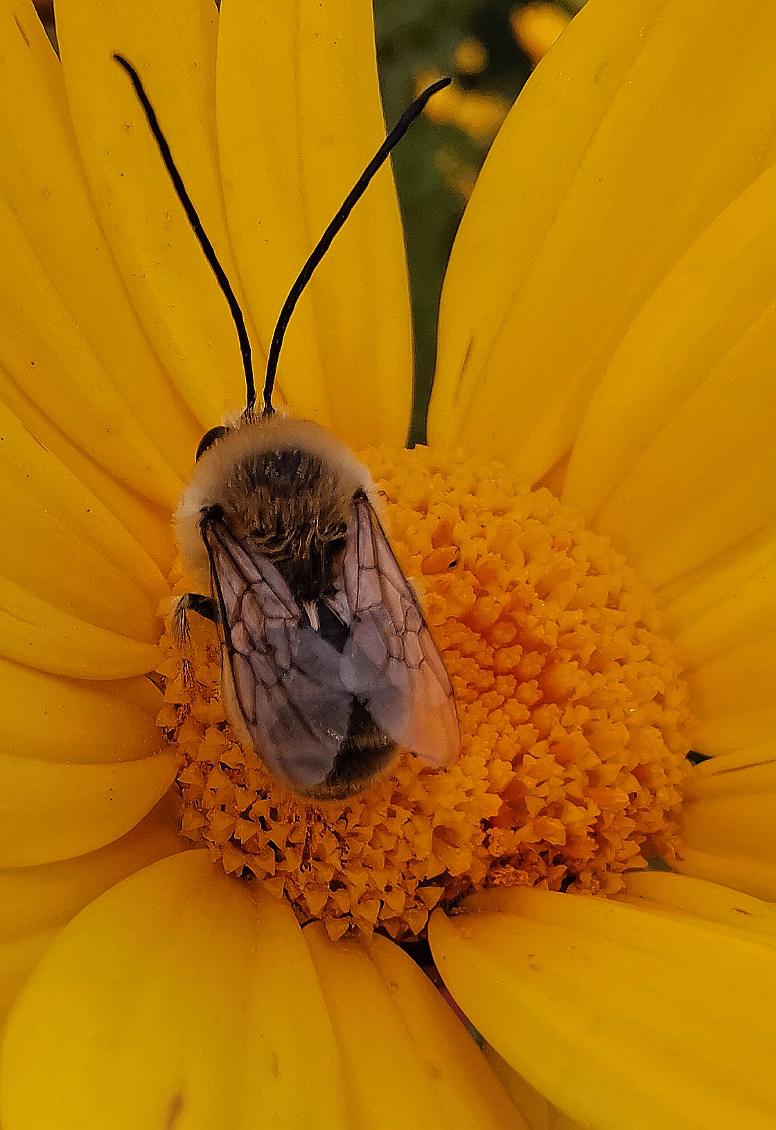 Bee on Daisy...