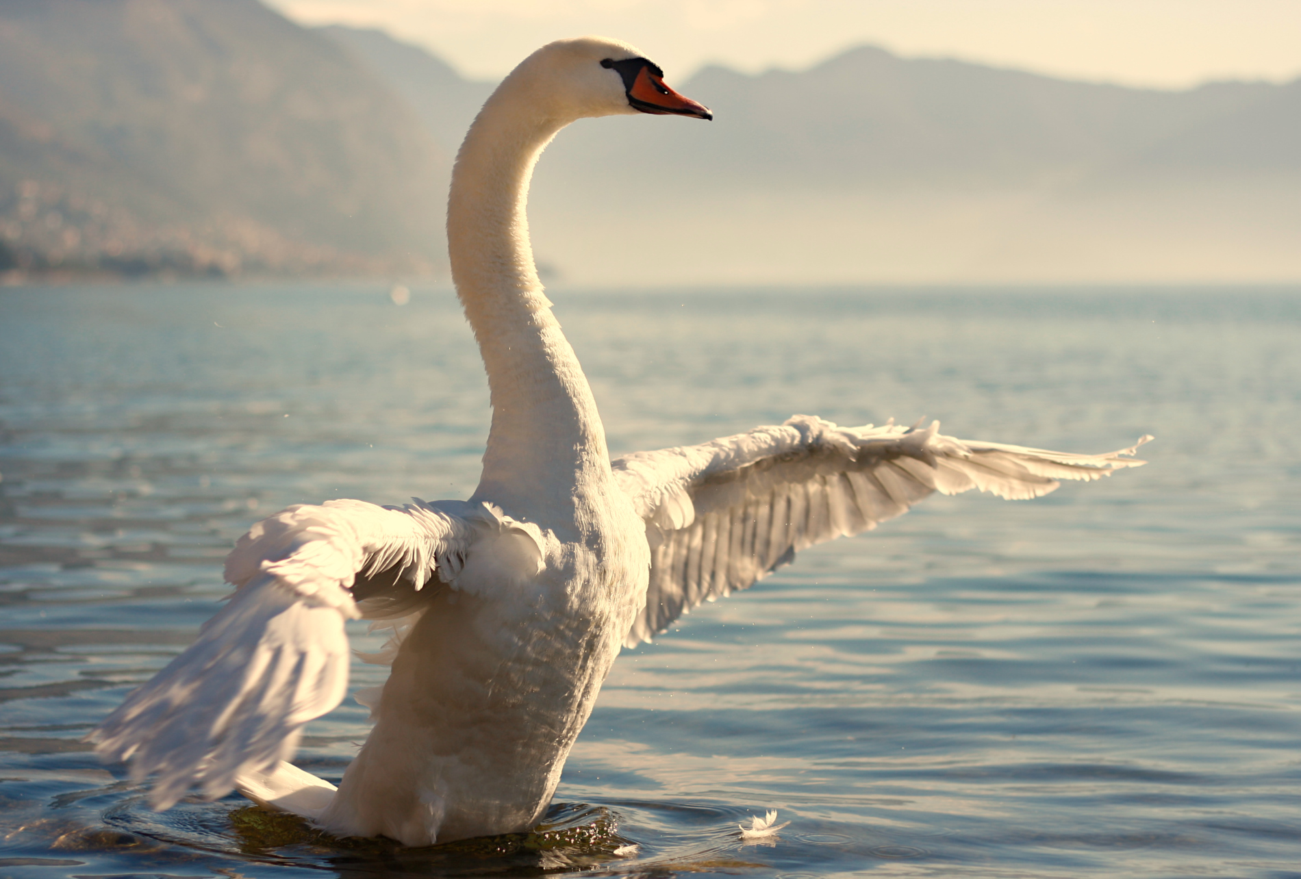Messer Swan...