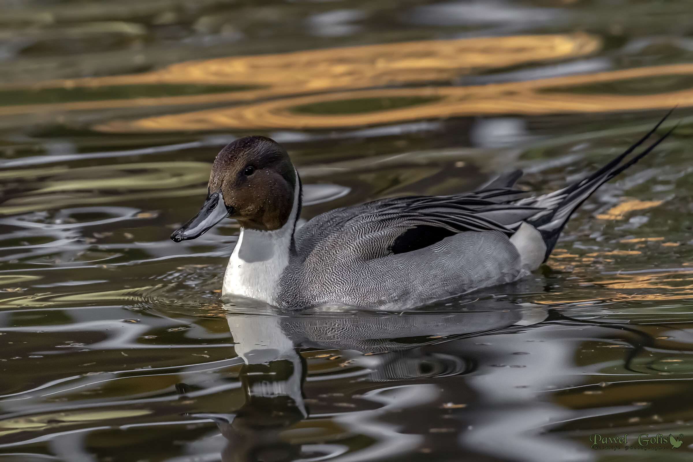 Pintail settentrionale (Anas acuta)...