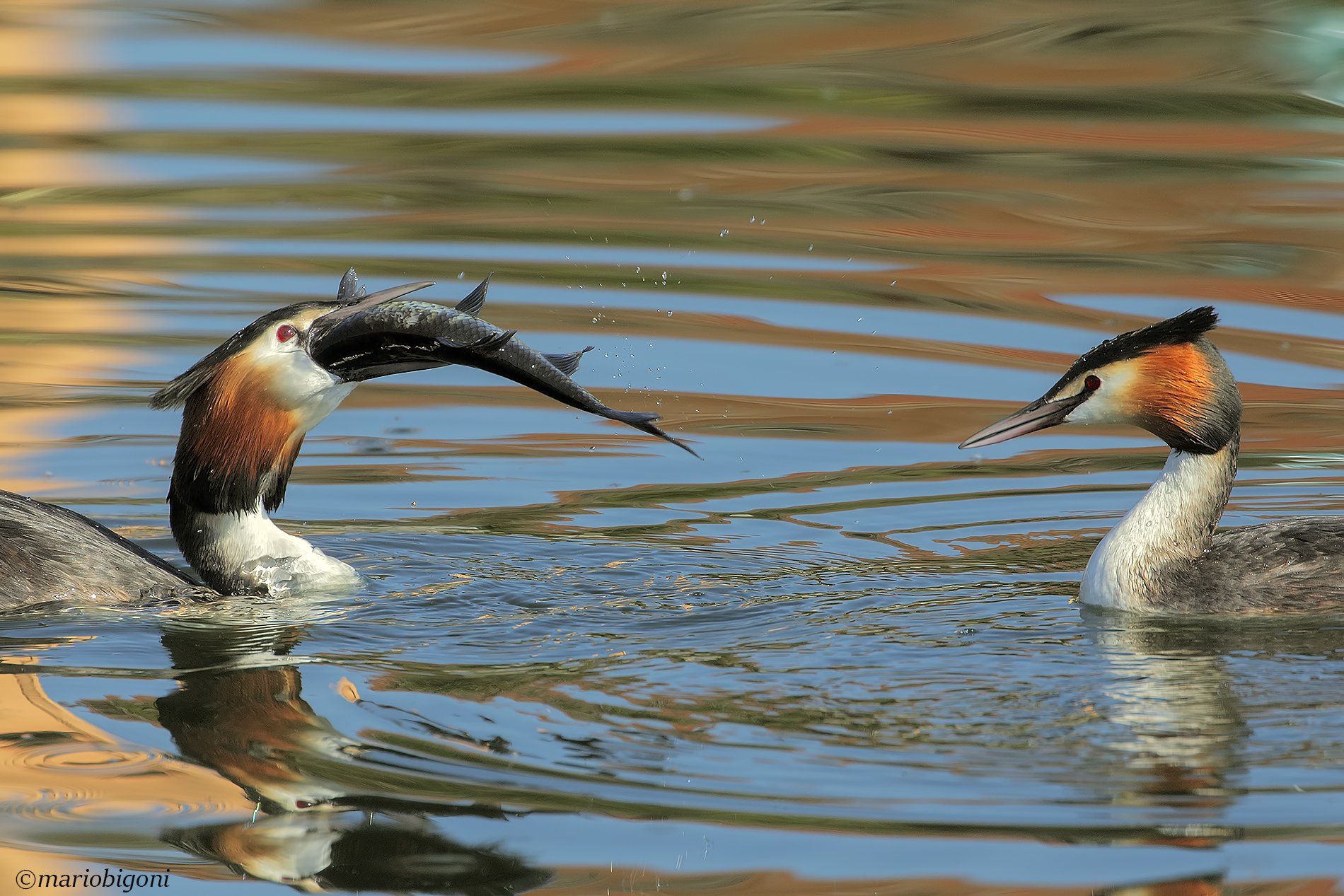 Major Crested Grebe with prey...