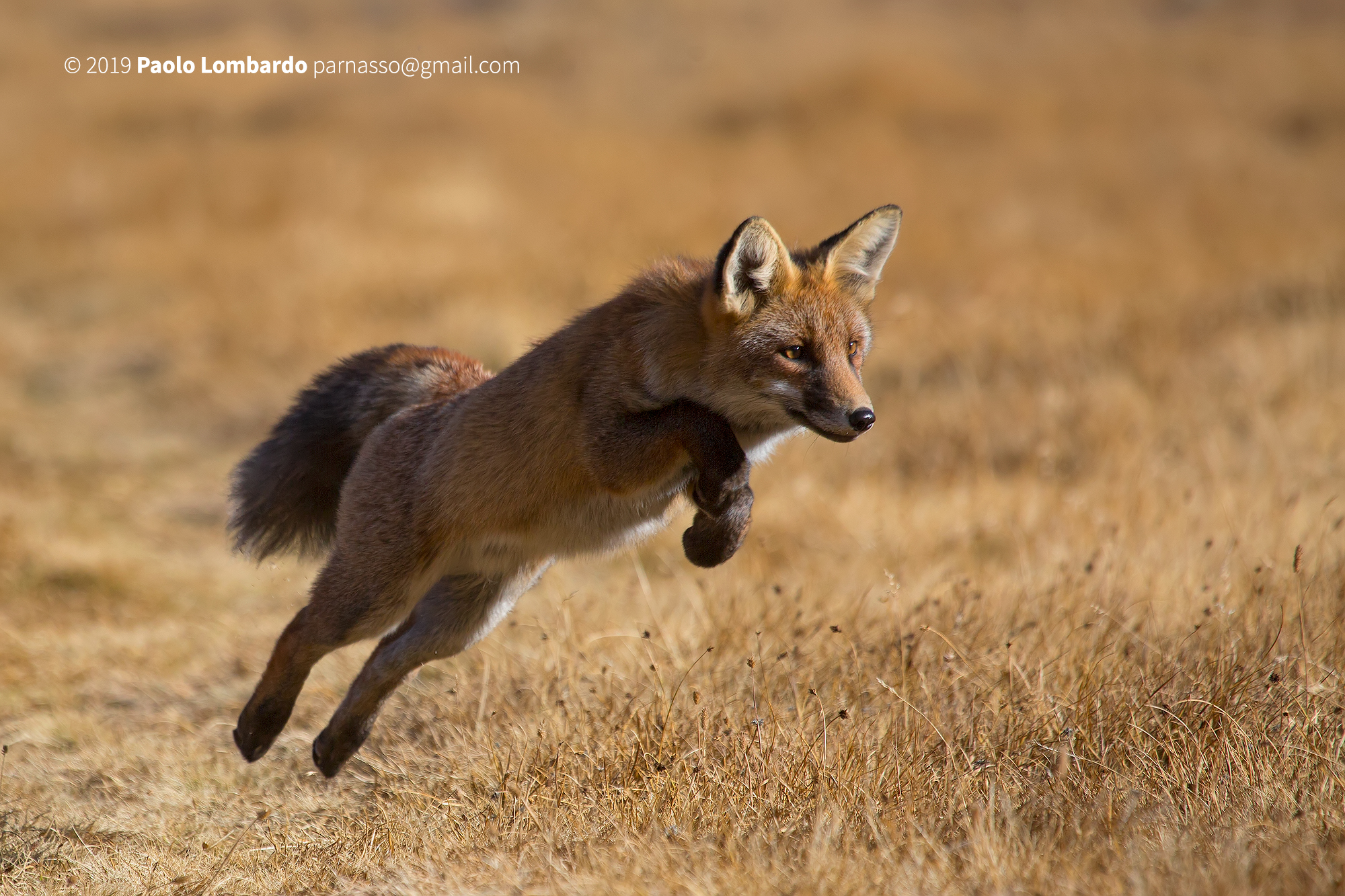Vulpes-Red Fox-Fox...