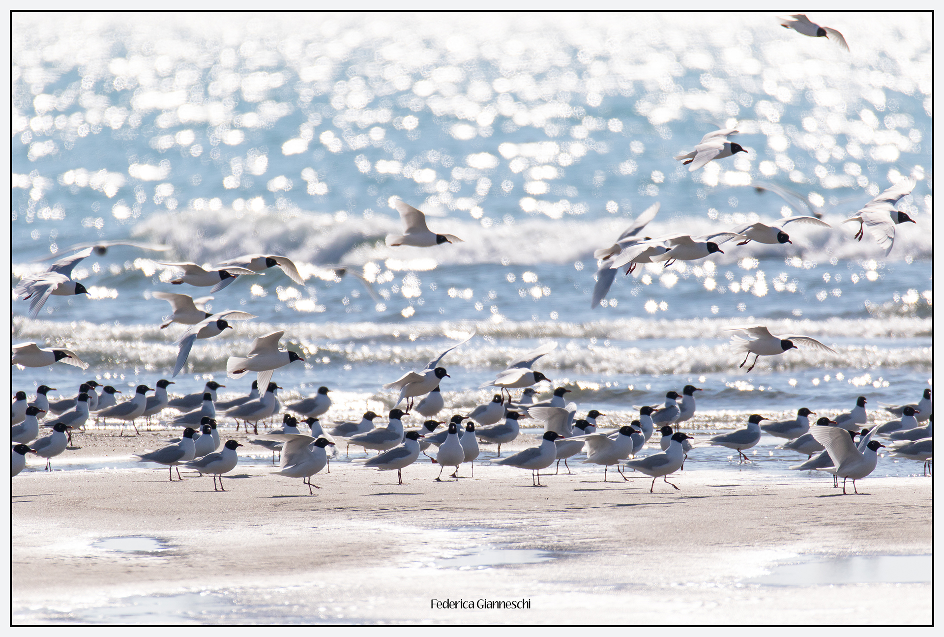 Common Seagulls...