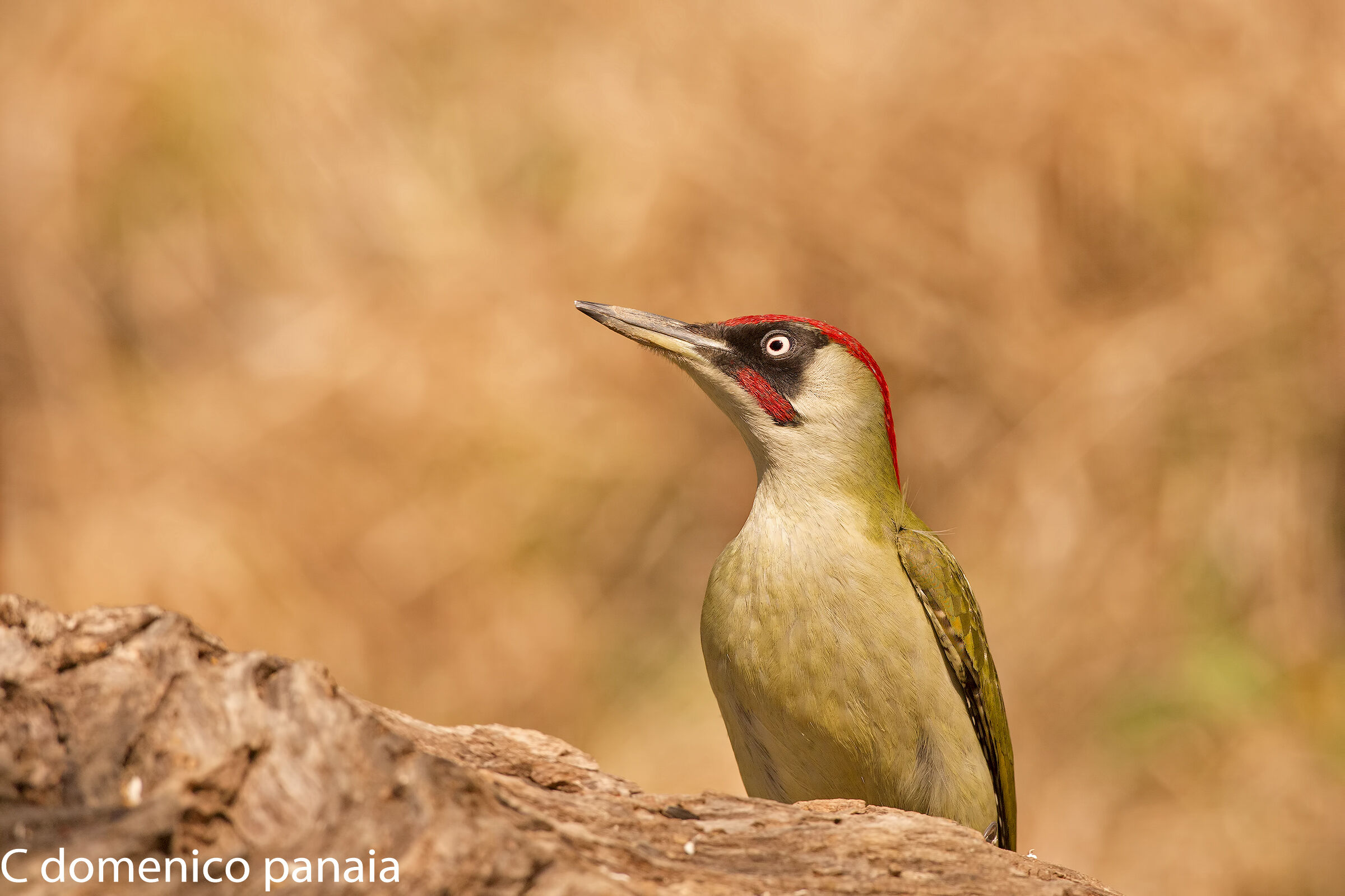 But how beautiful the green woodpeckers...