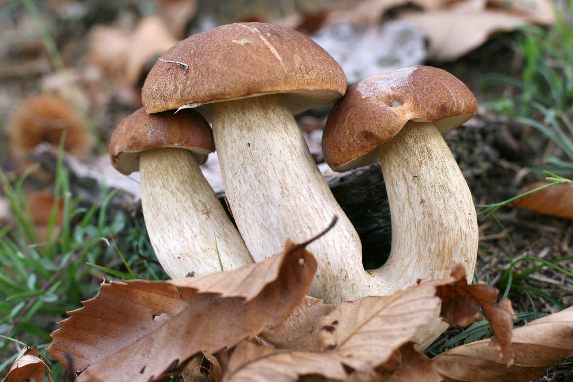 Tri boletes...