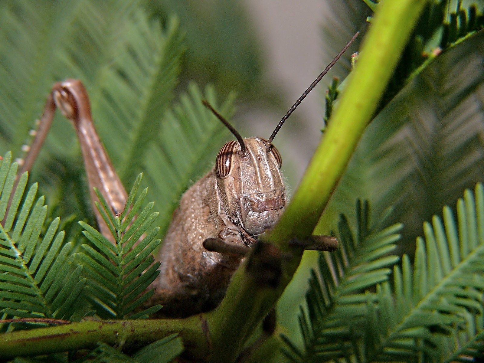 Macro Grasshopper...