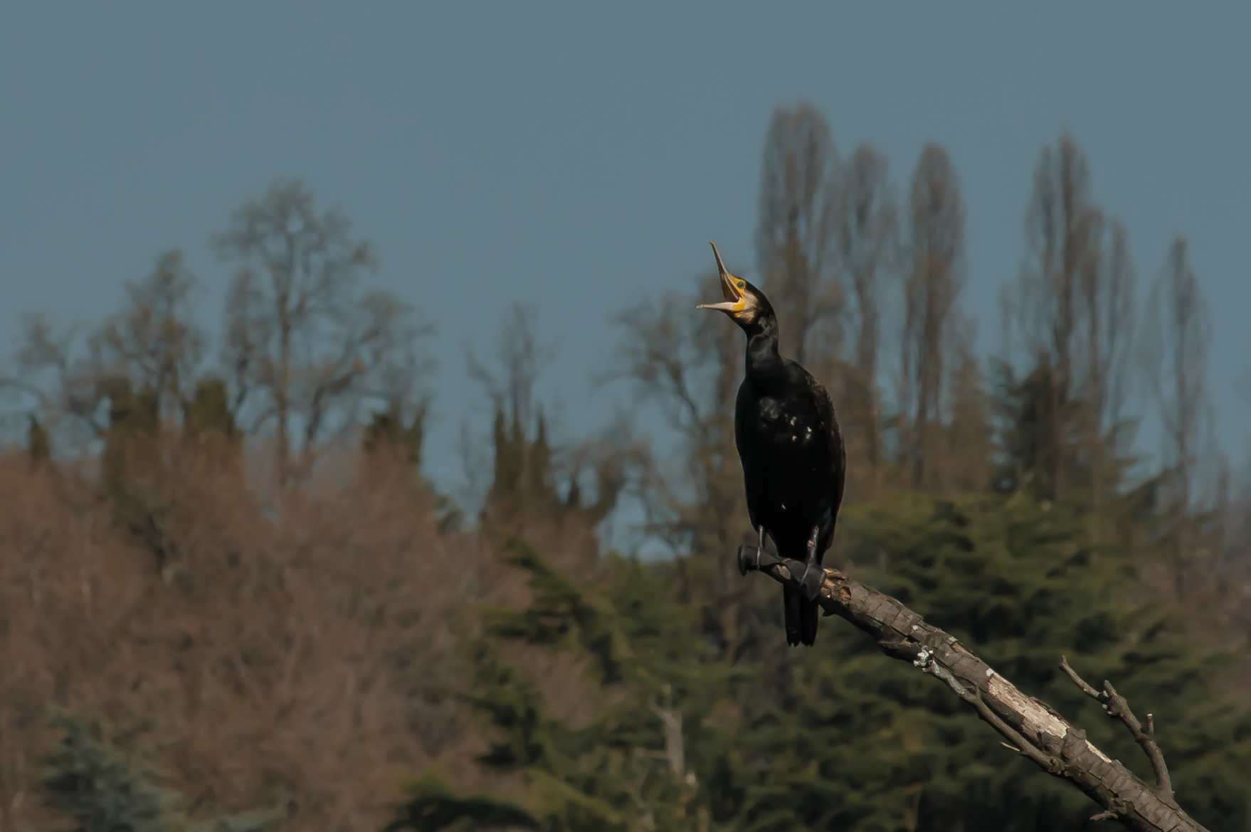 The yawning of the Cormorate...