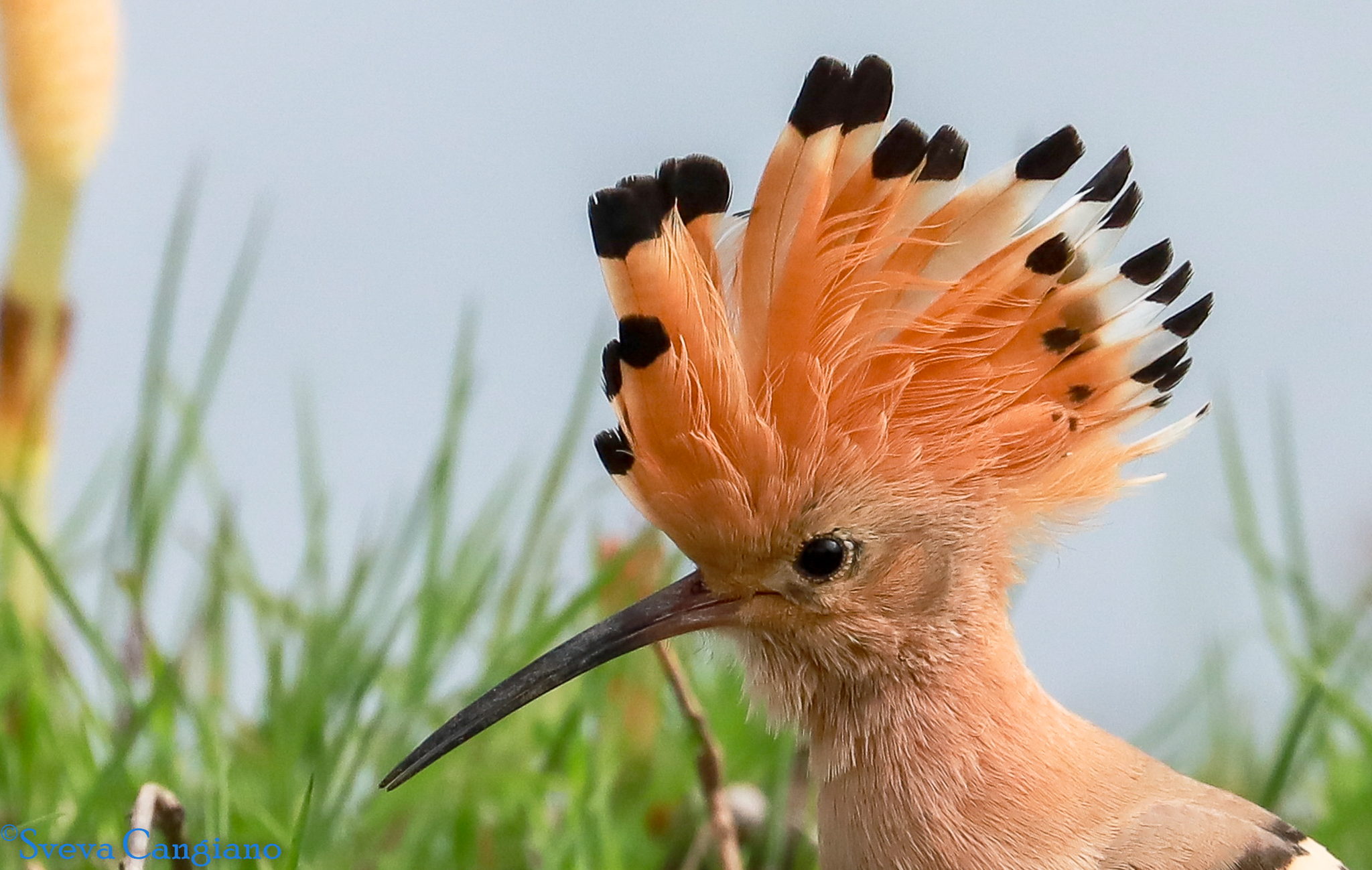 Hoopoe ...