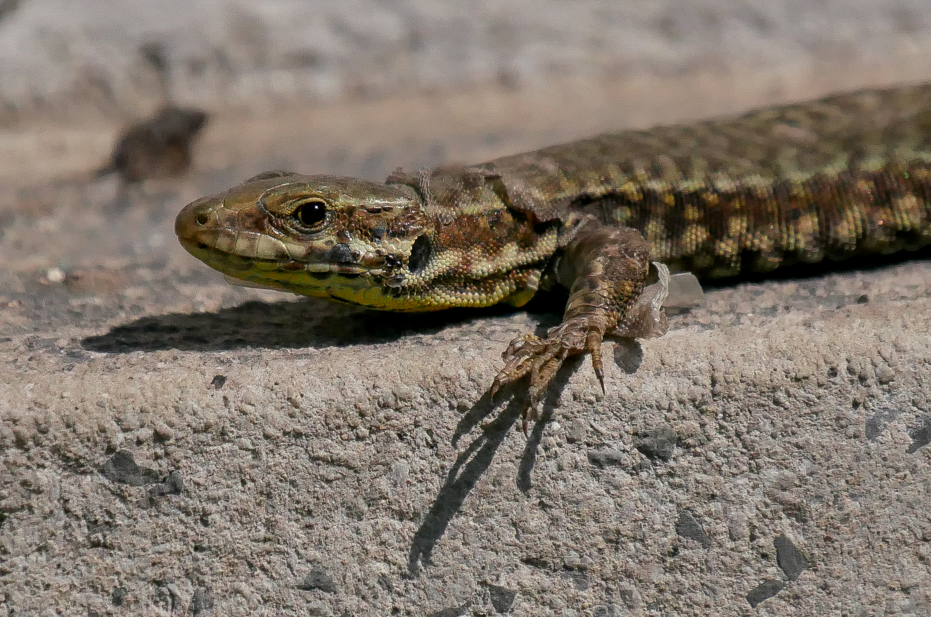 Lizard in Wetsuit...