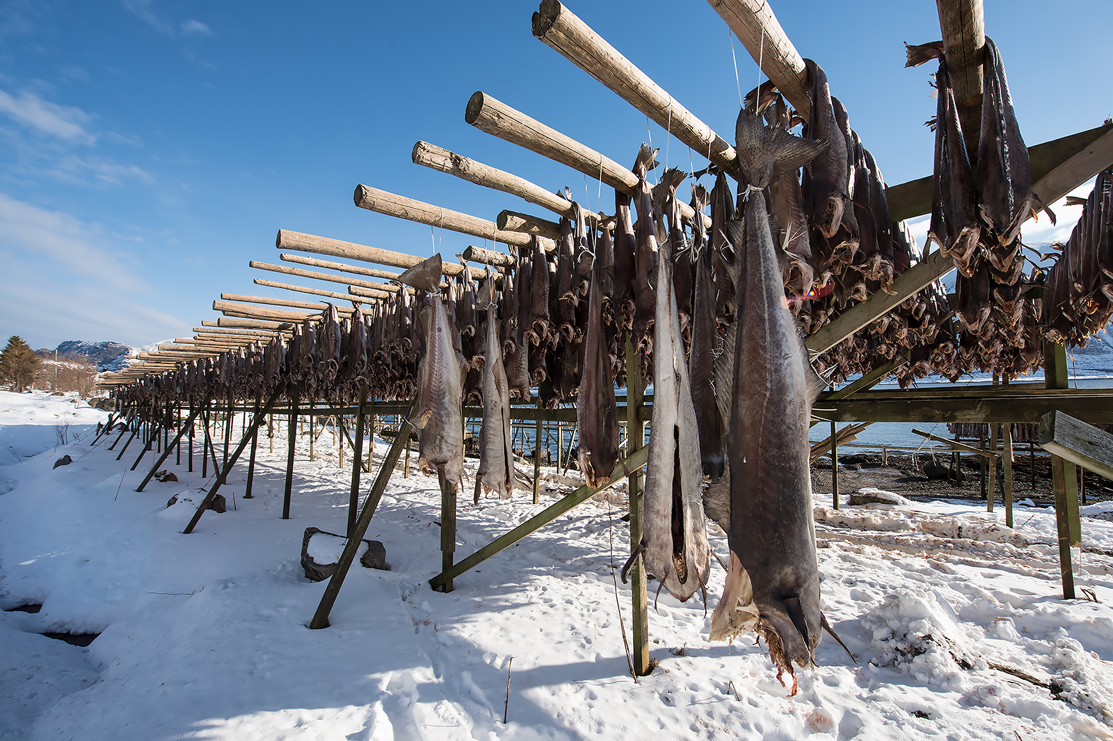 From Cod to Stockfish...