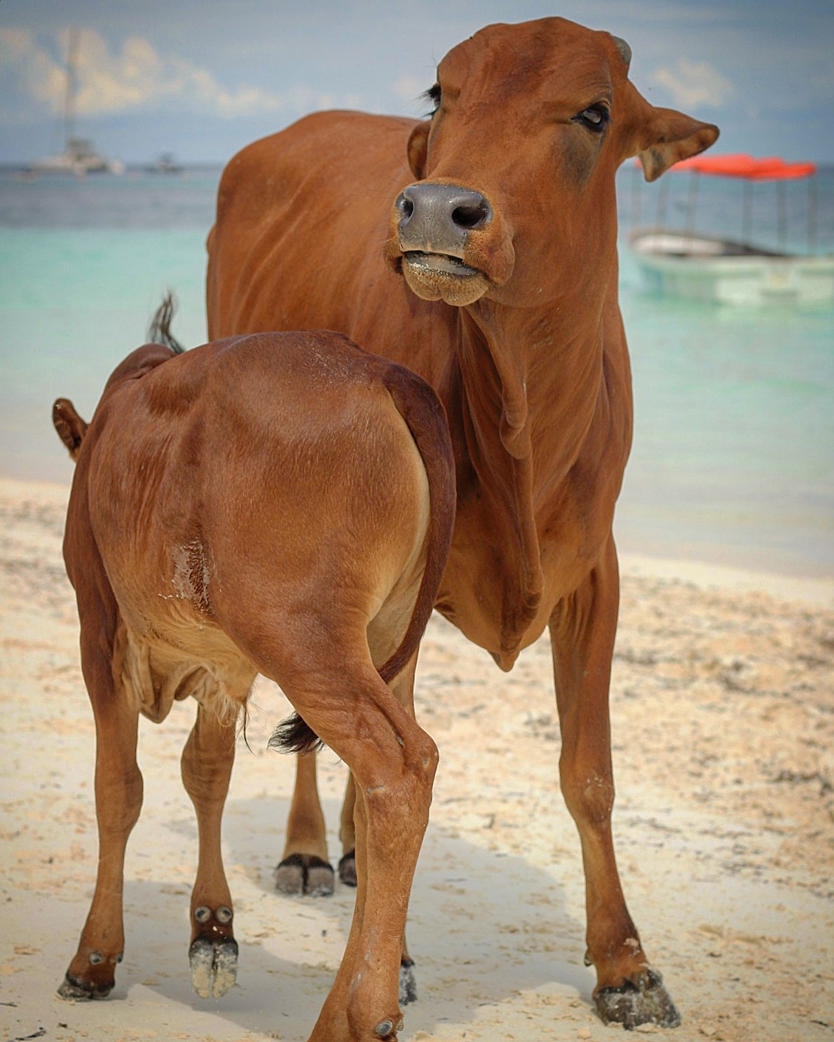 Cows on the beach in Kendwa...