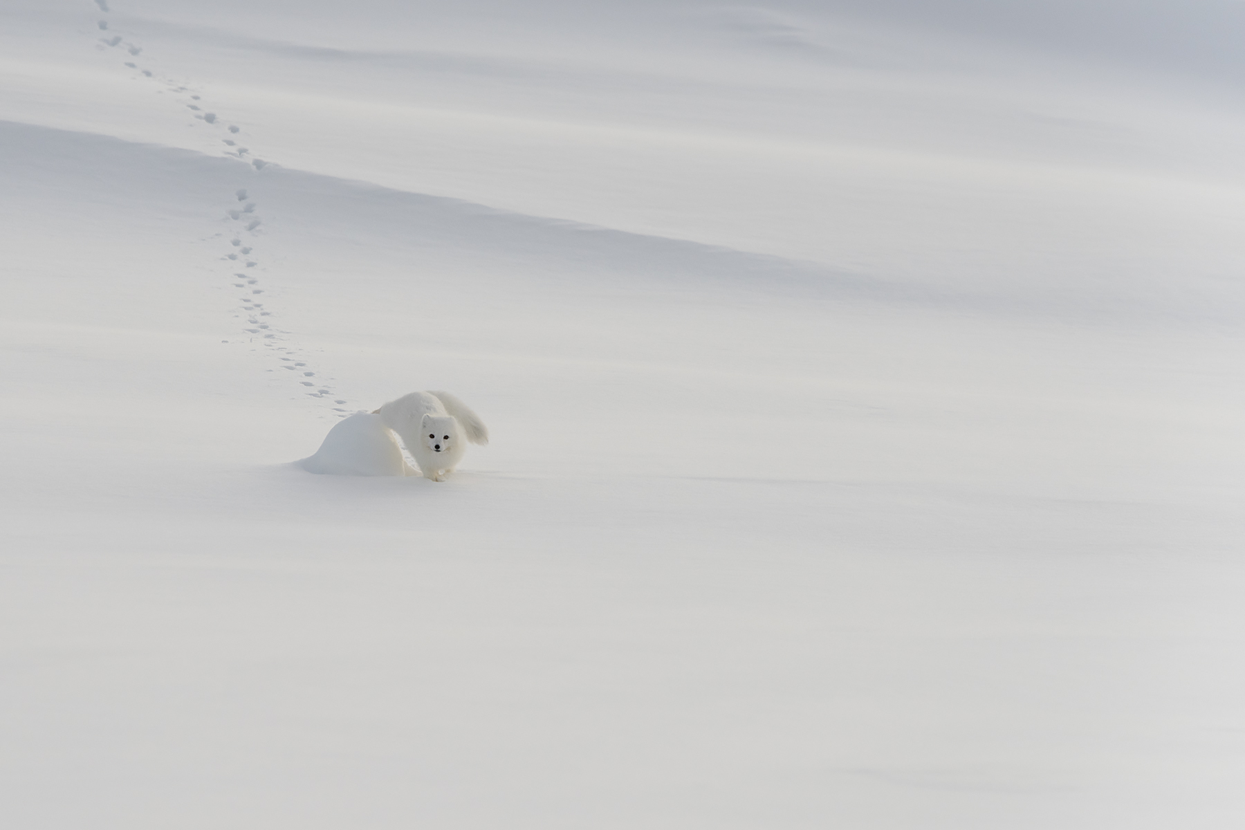 Polarræv fra Svalbard...