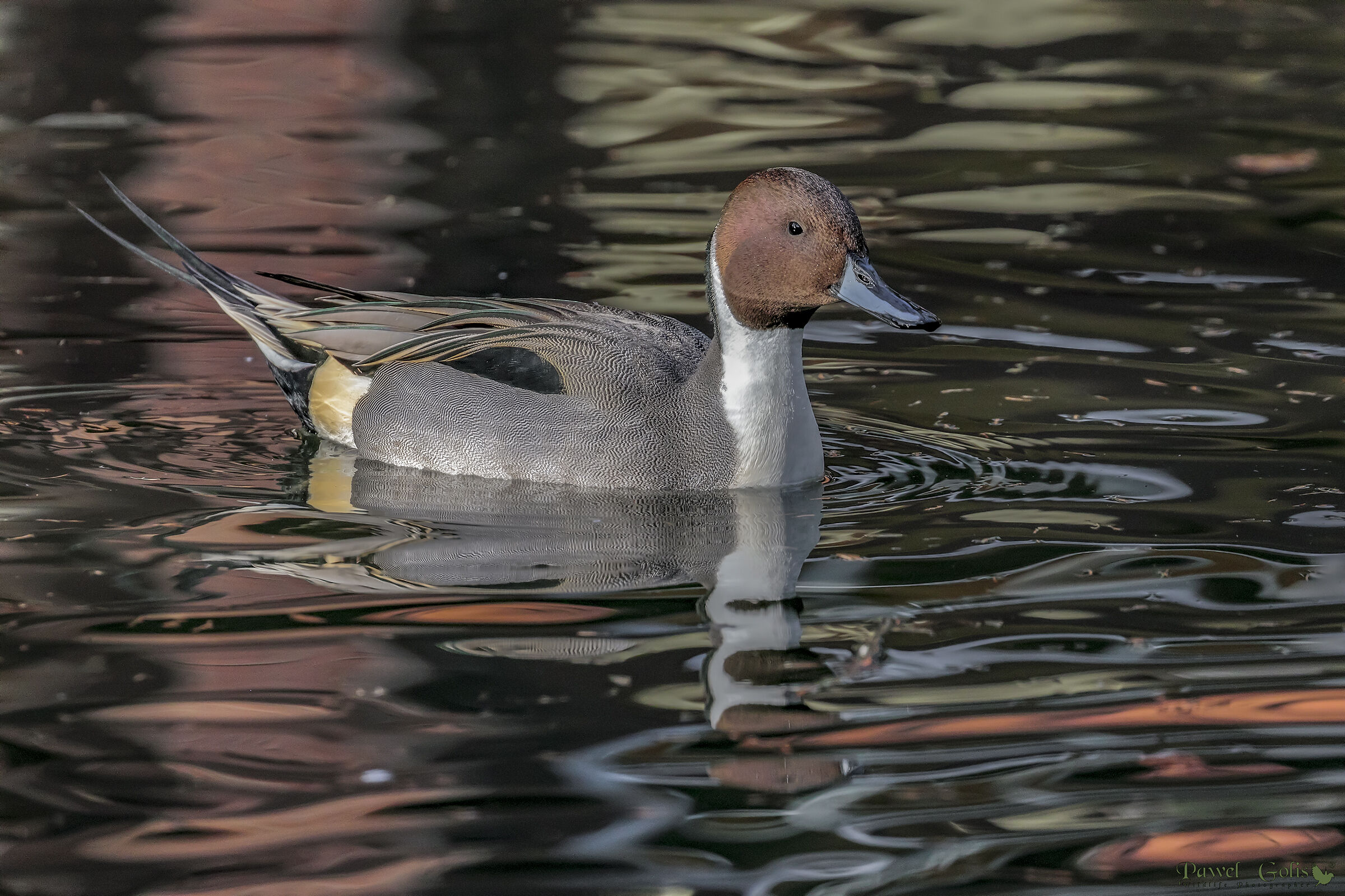 Pintail settentrionale (Anas acuta)...