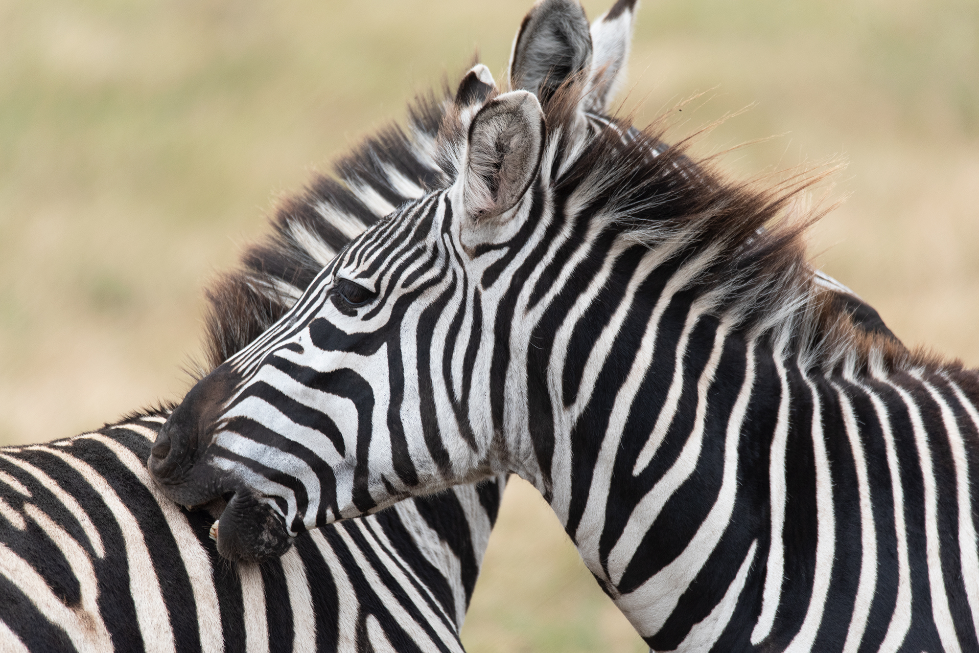 La mia Africa Ep. 7: la Zebra...