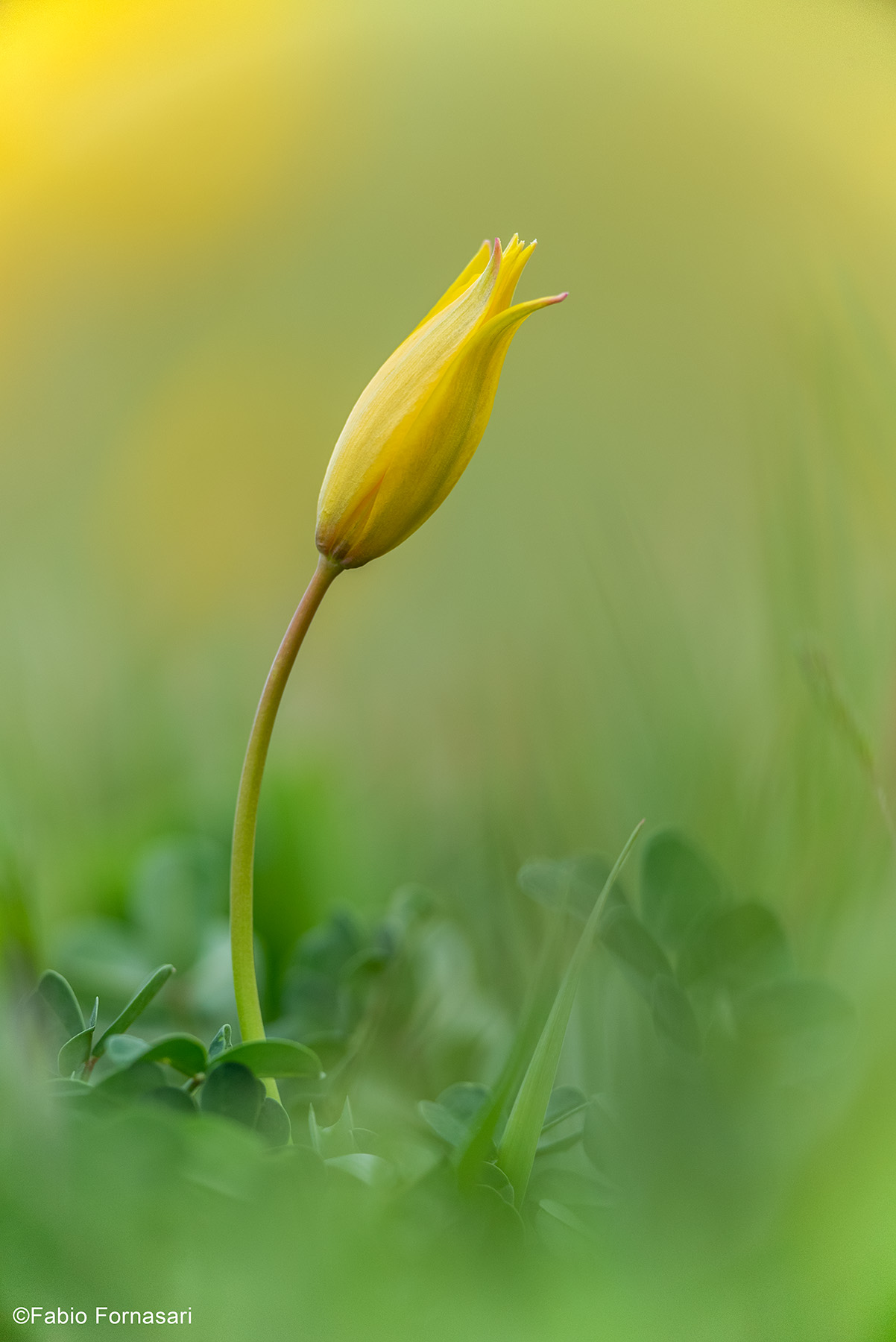 Wild Tulip...