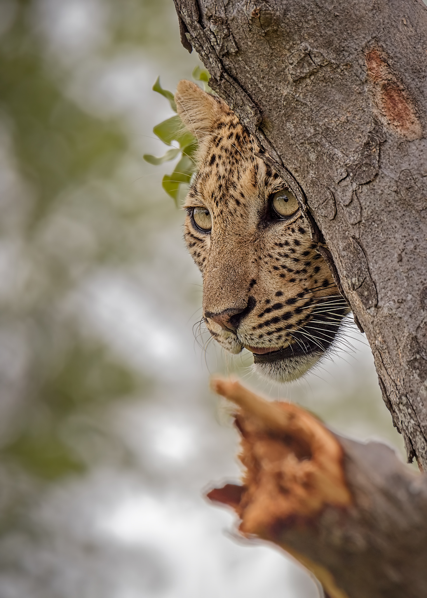 Leopard Portrait...