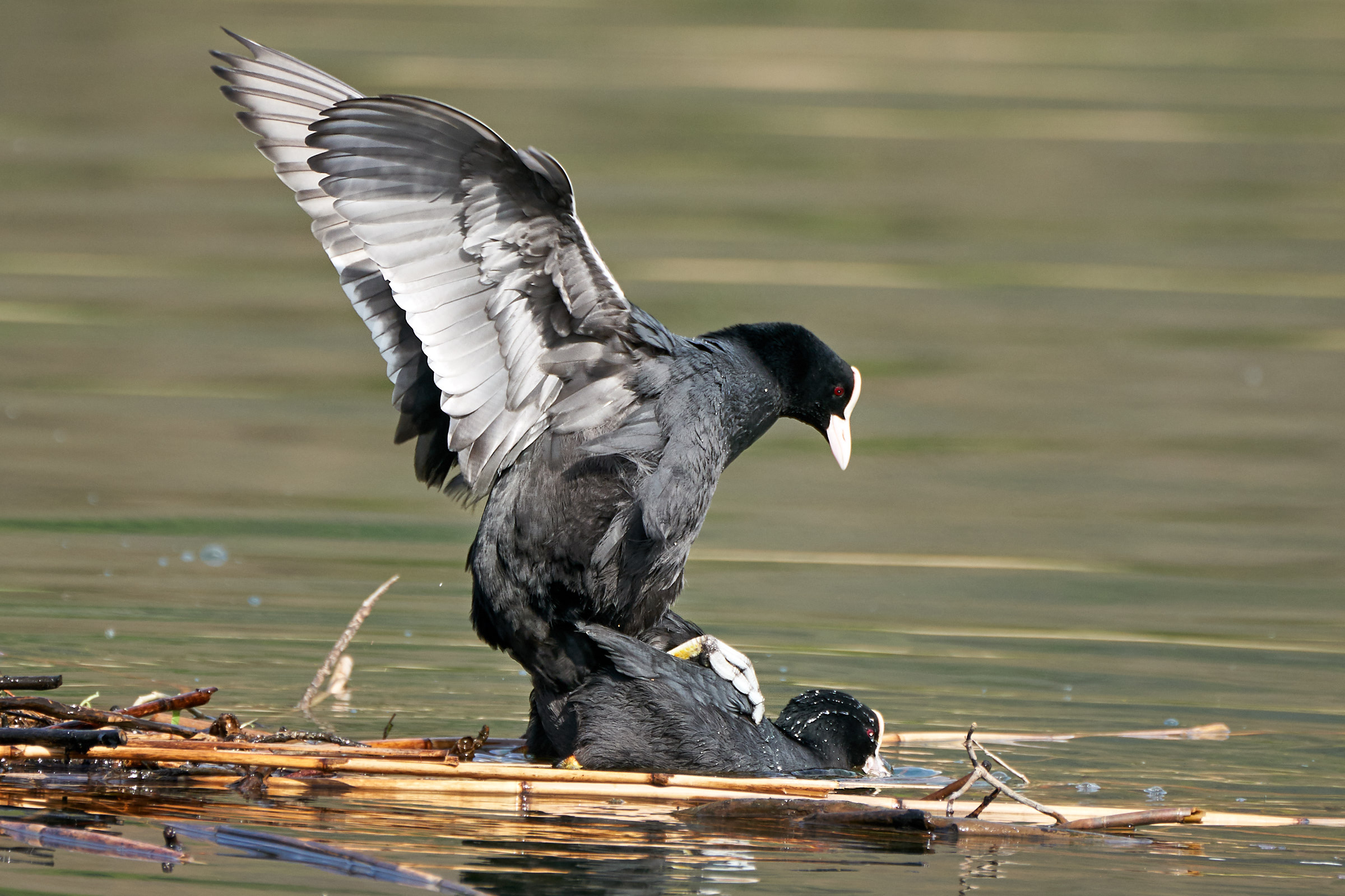 Coots in mating...