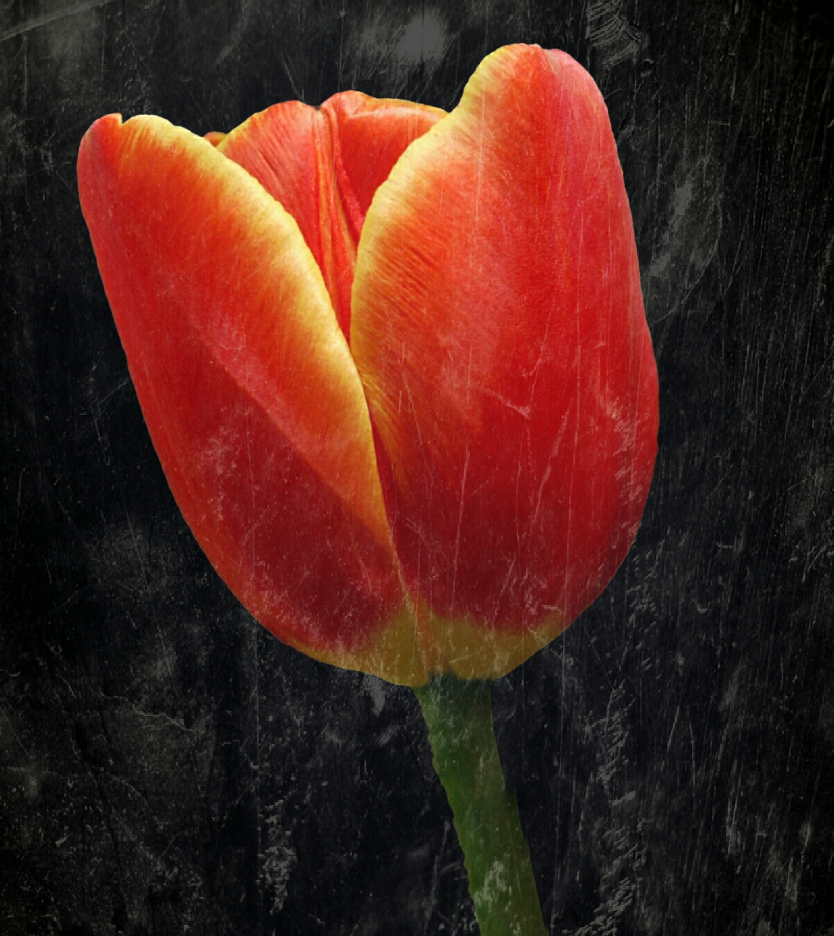 Red Tulip...