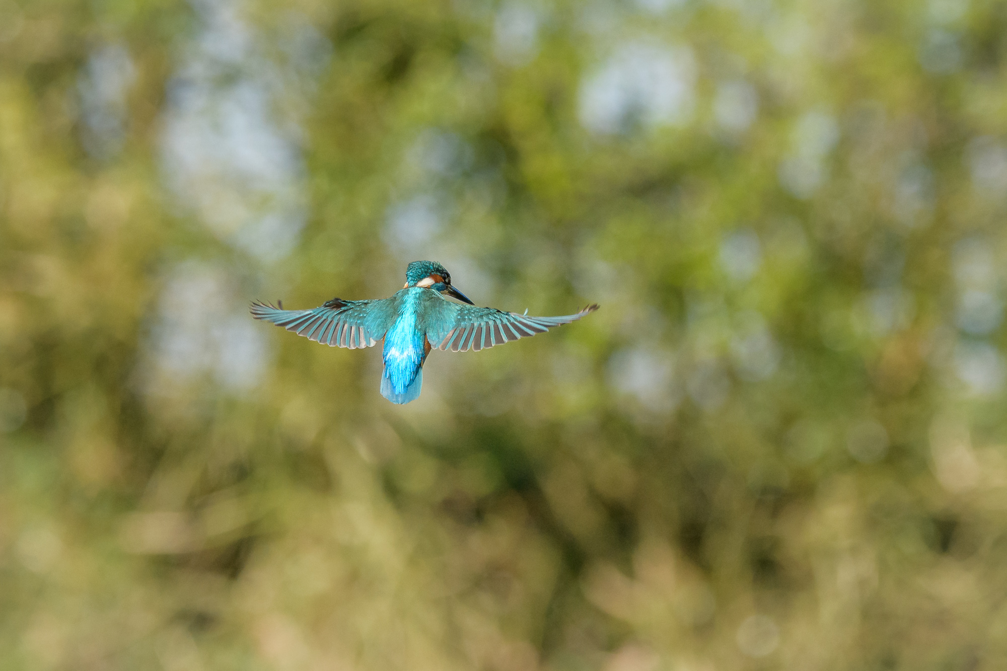 Hovering Kingfisher...