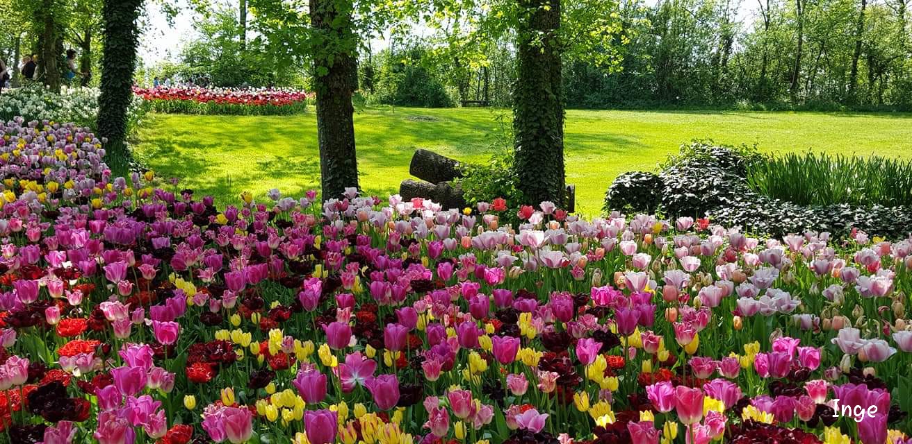 Tulips in the park of Pralormo 2...