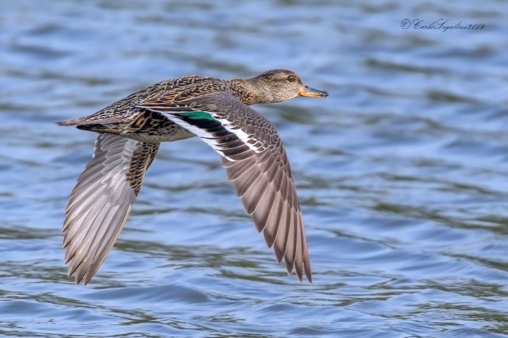 Male Teal...
