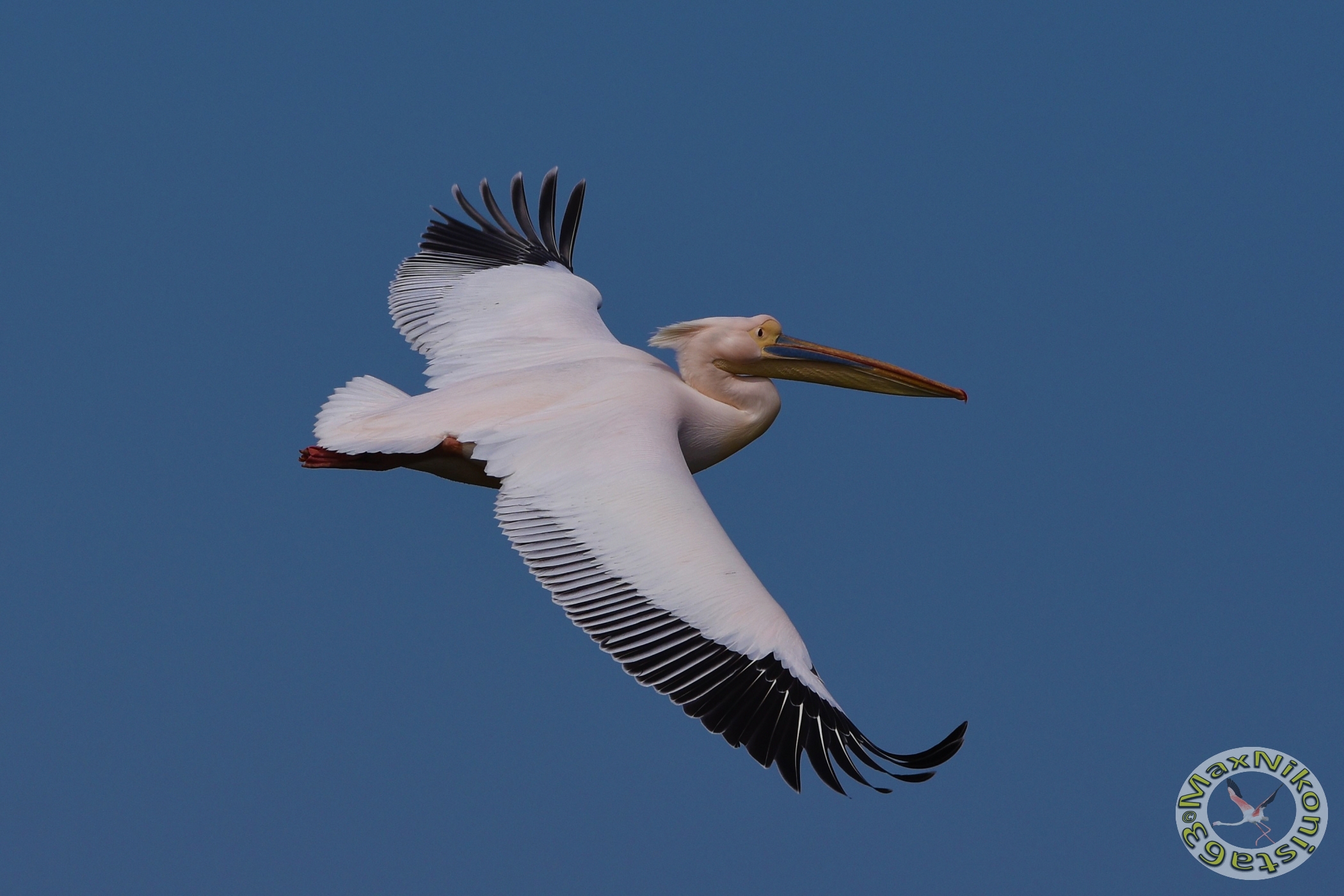 Pelican on the sky of Cagliari, second shot...