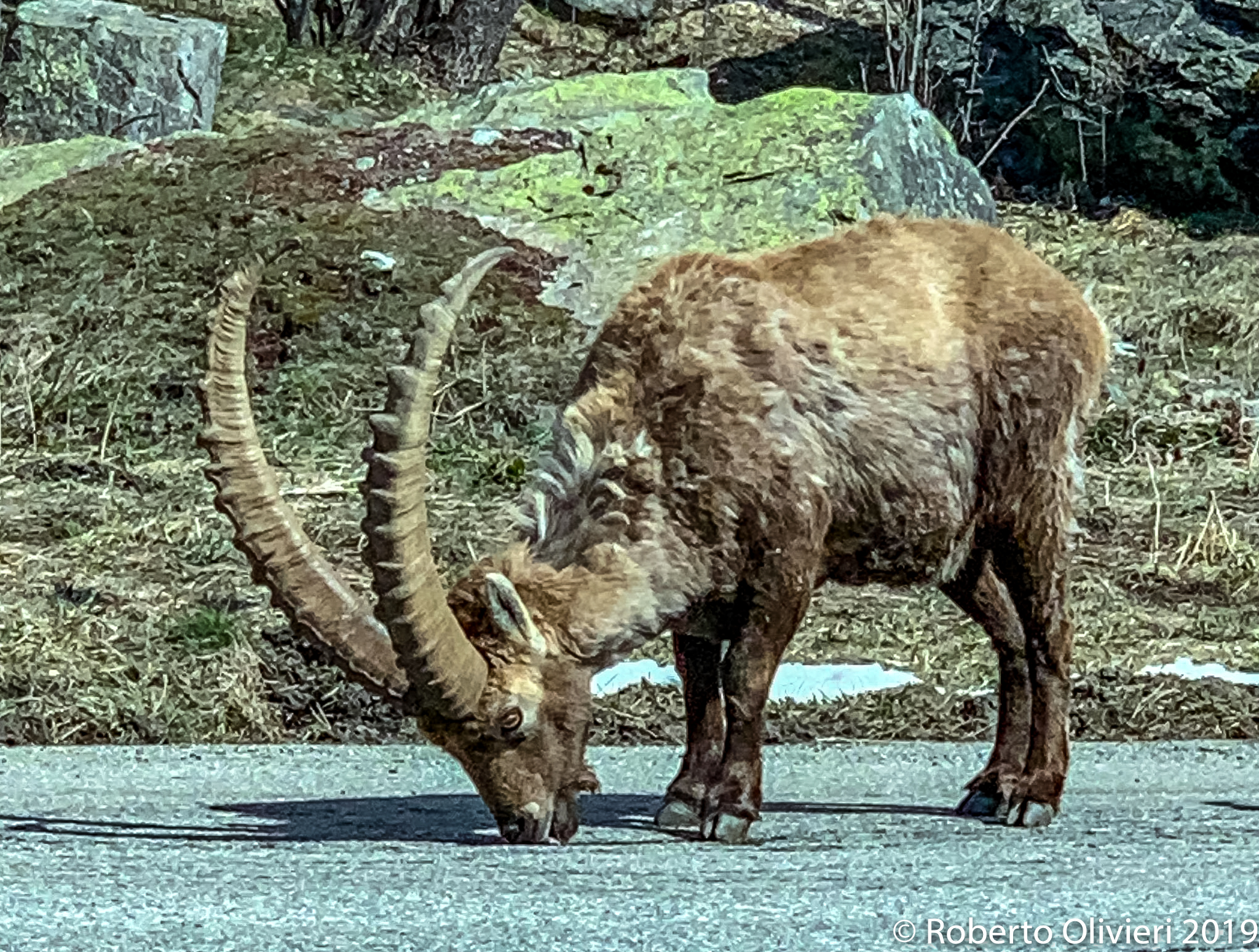 Goat Ibex (Stambecco)...