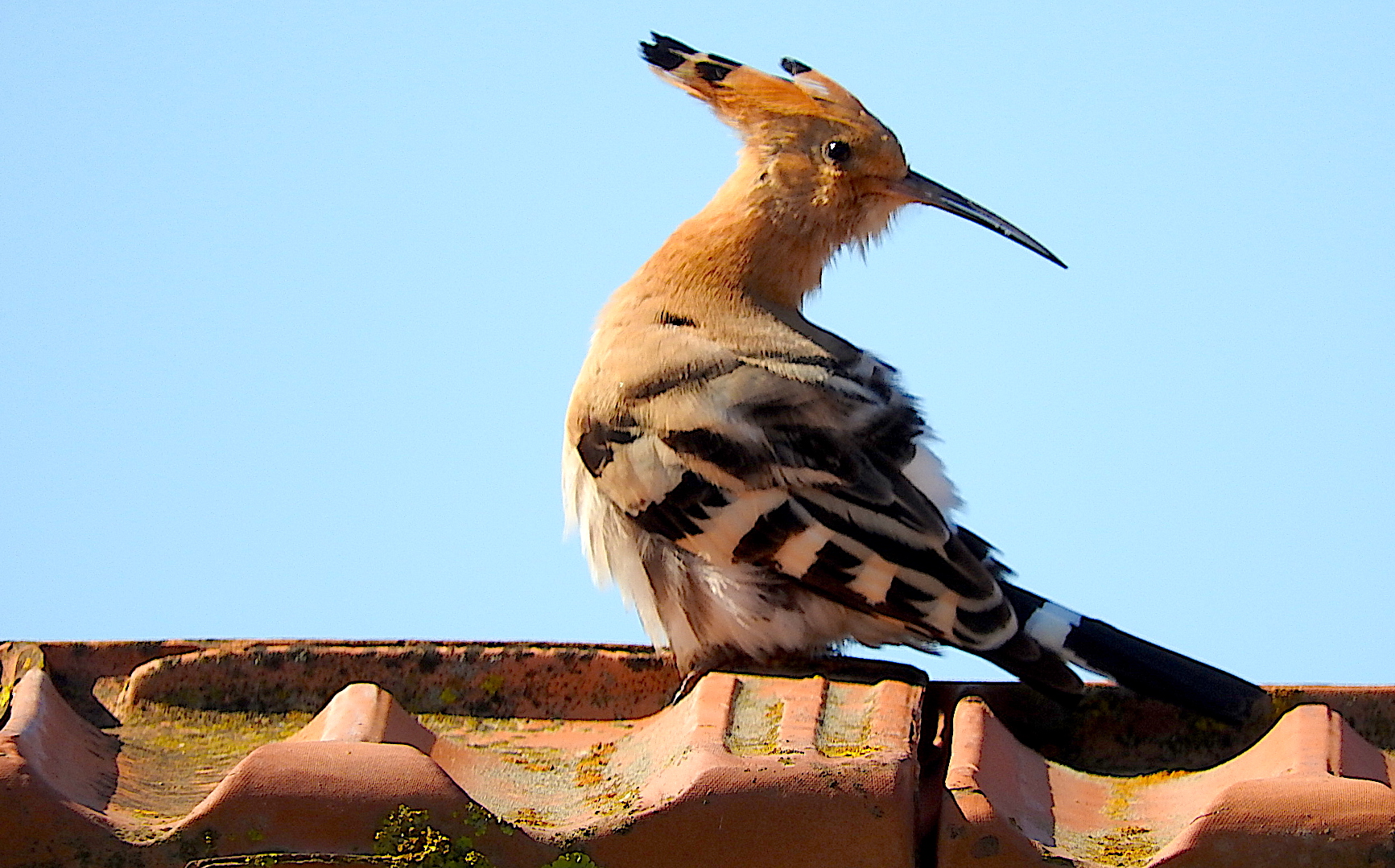 Hoopoe...