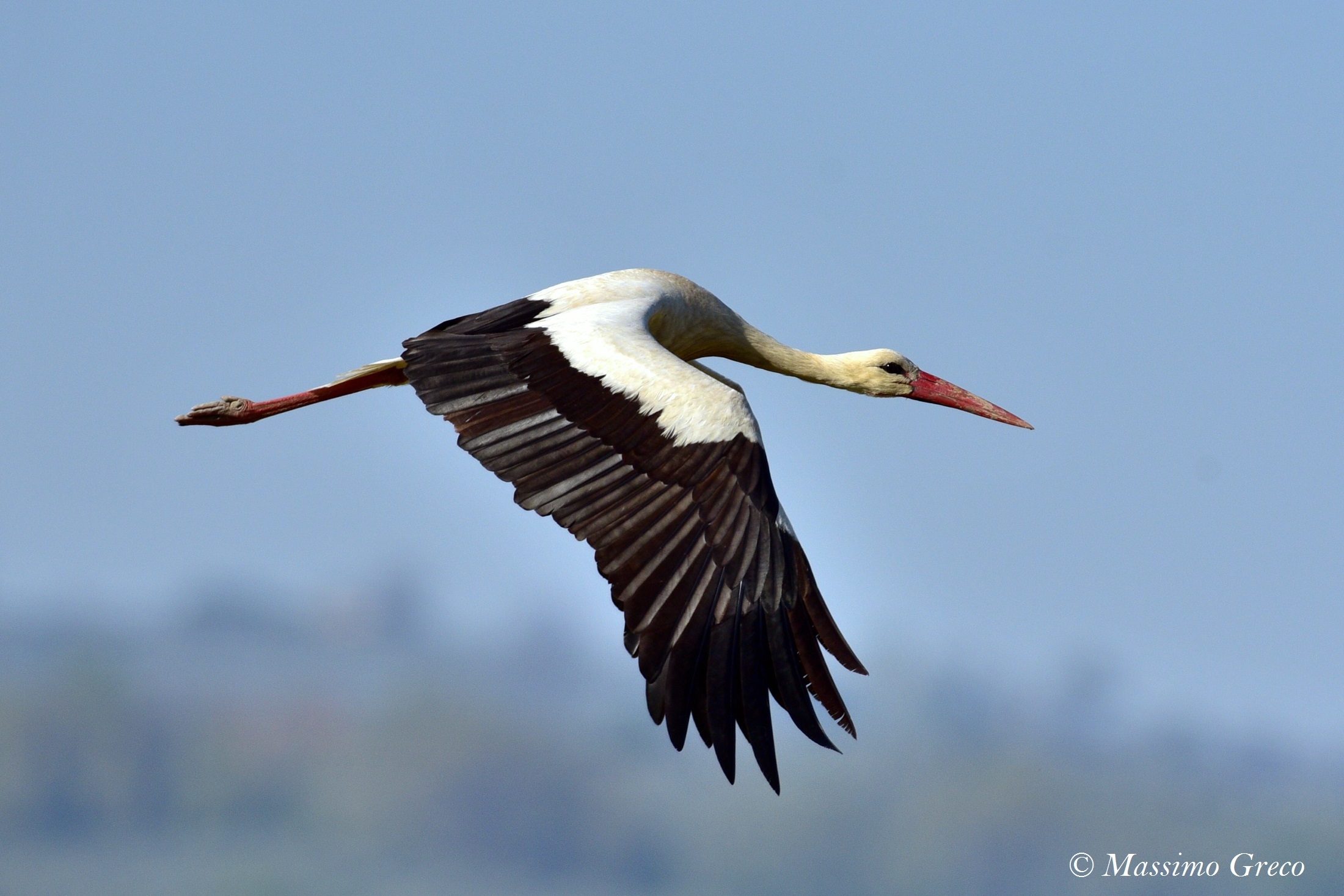 Stork (Ciconia Ciconia)...