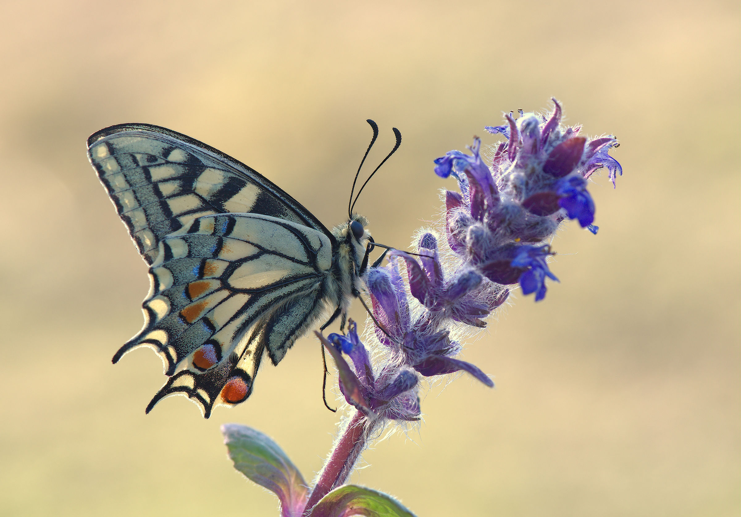 The Papilio Machaon...