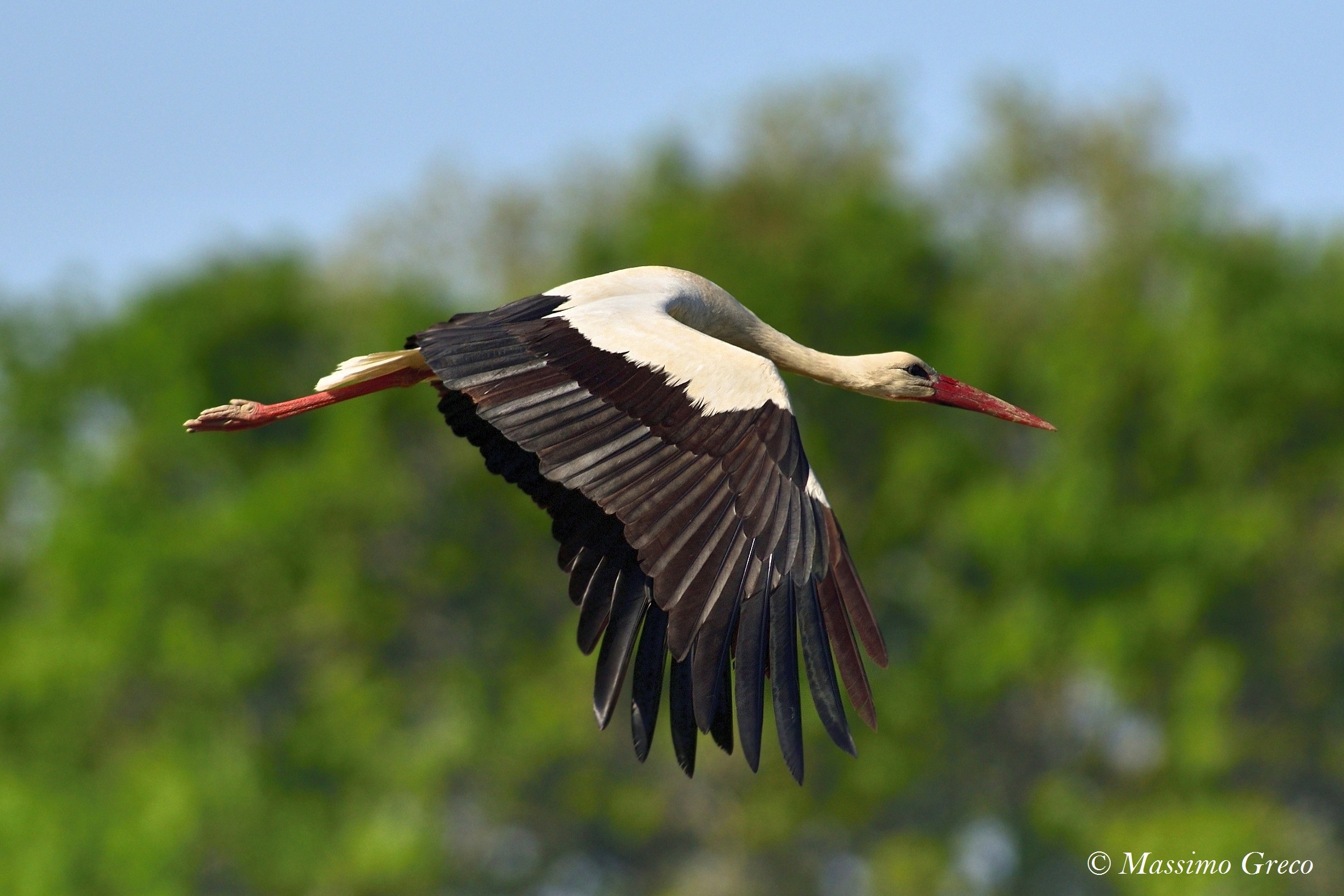 Stork (Ciconia Ciconia) ...
