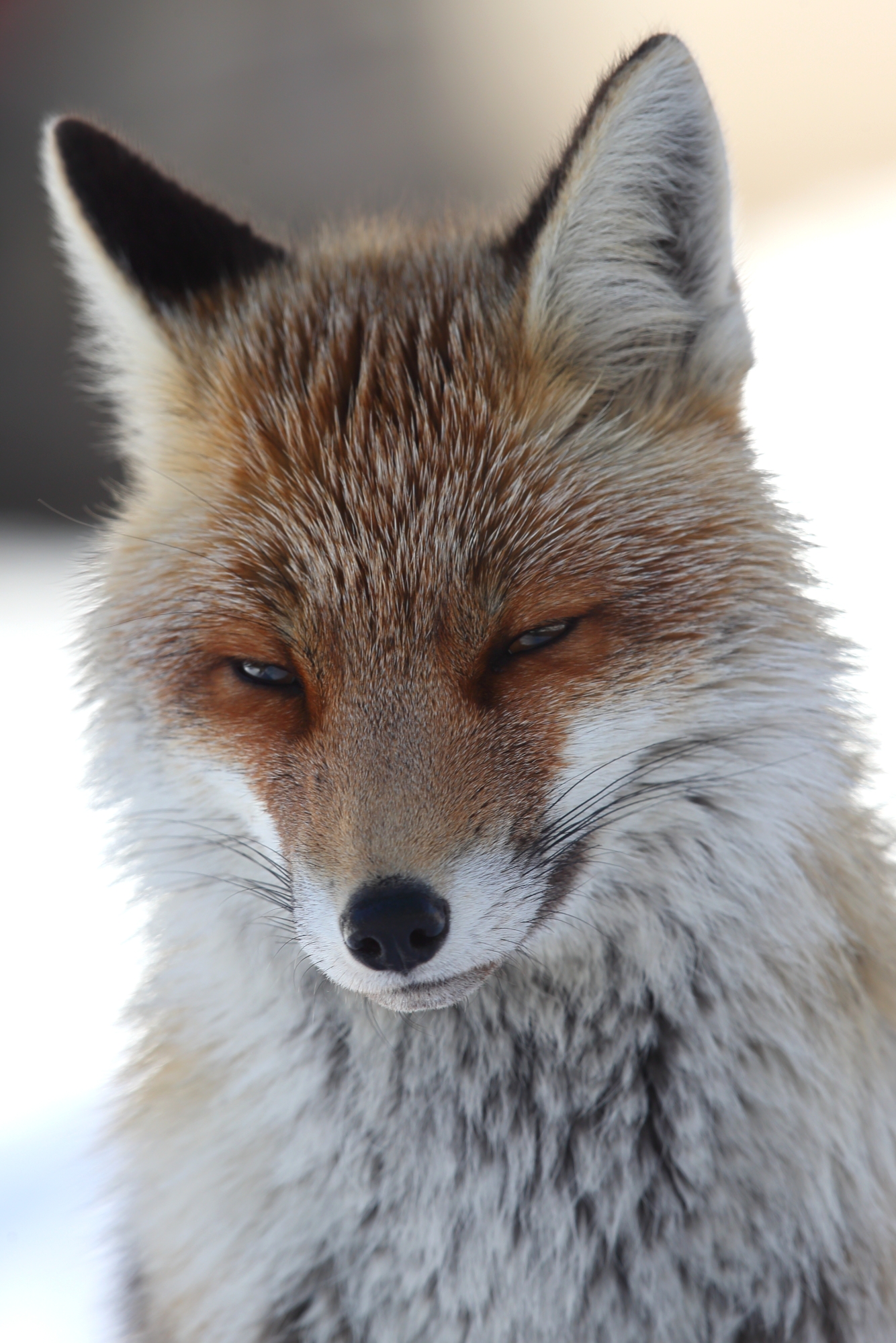 Fox Portrait...