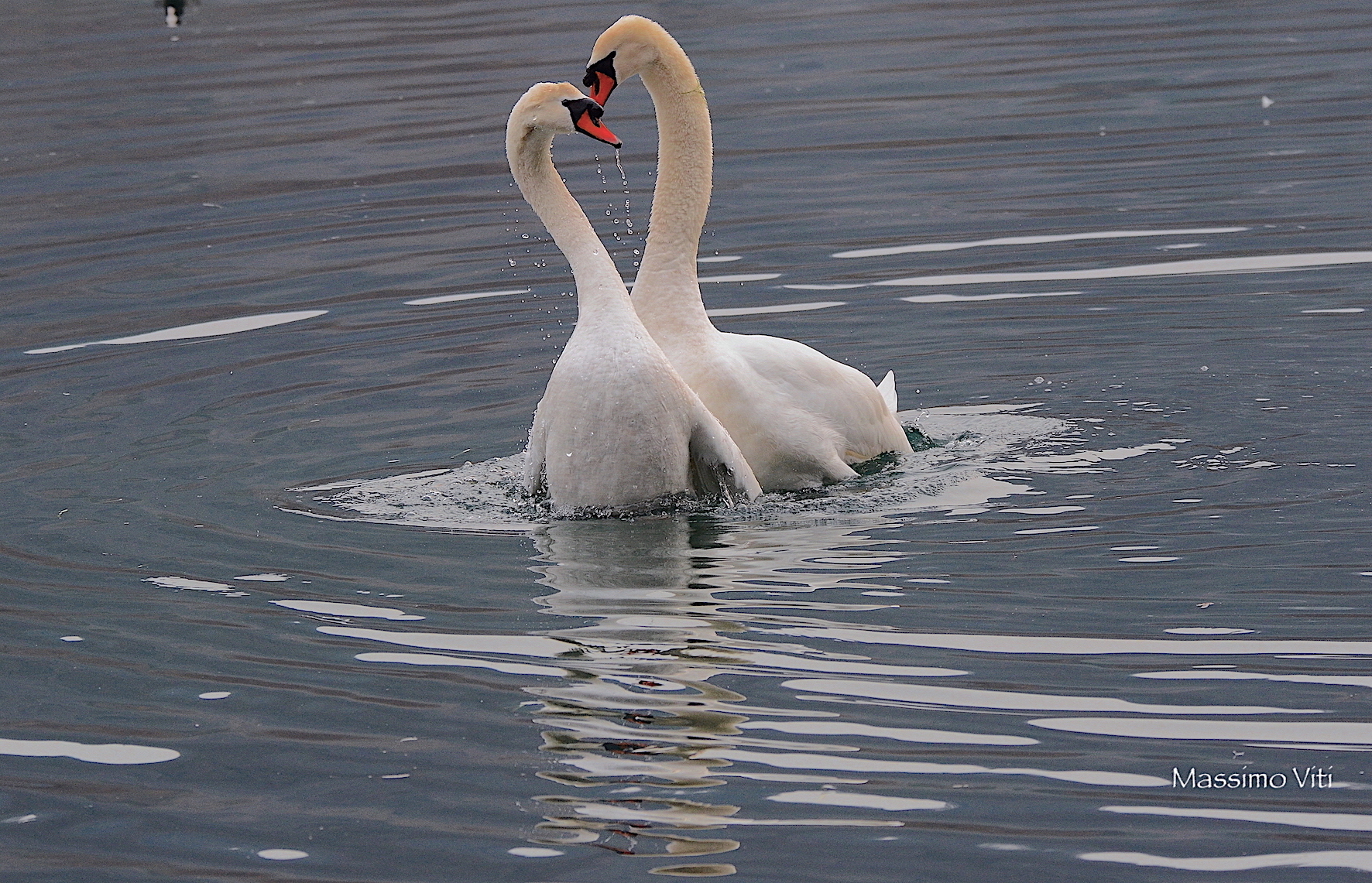 "Magic moment" real Swans...
