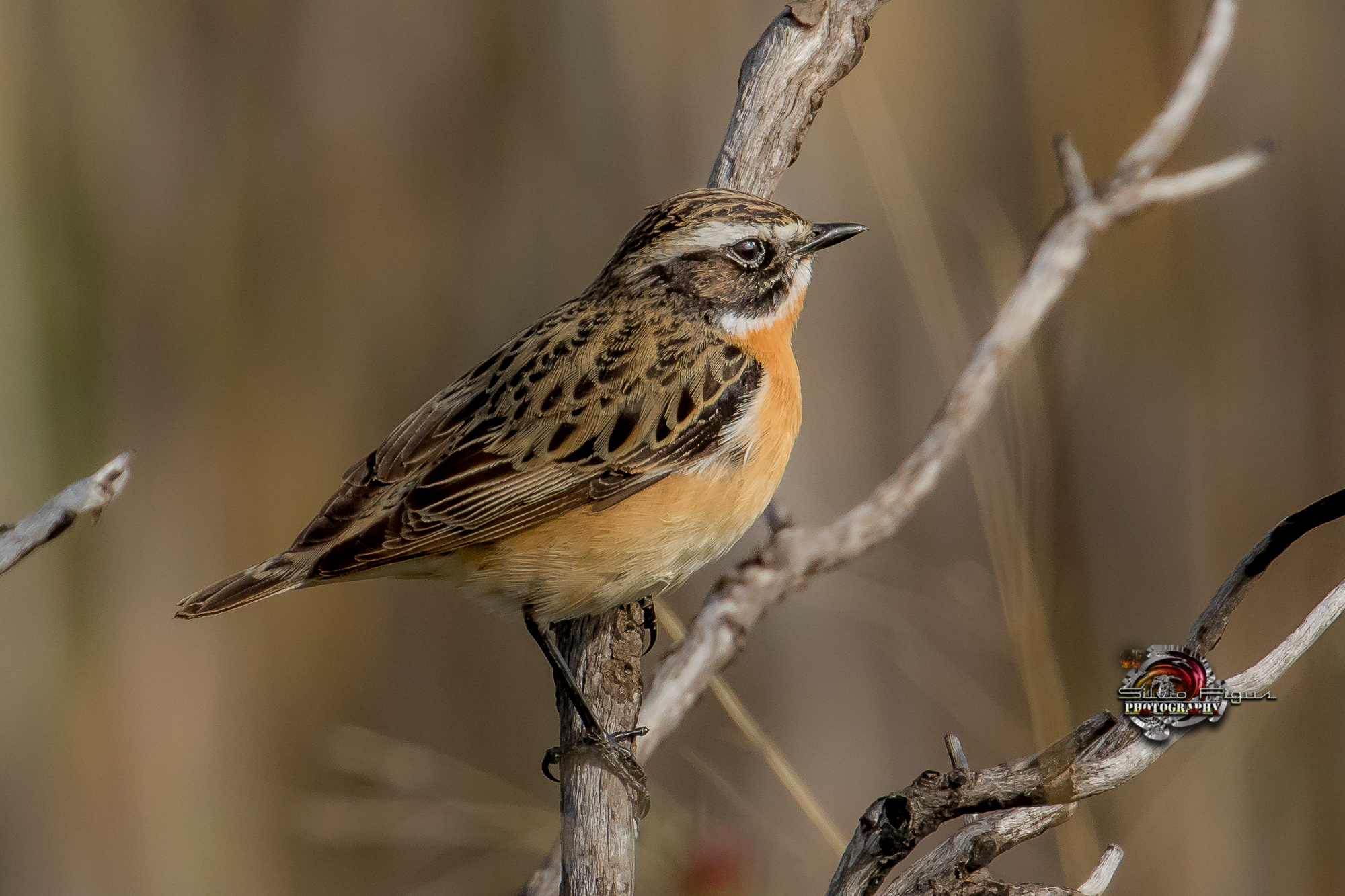 Male Whinchat (Saxicola Rubetra)...
