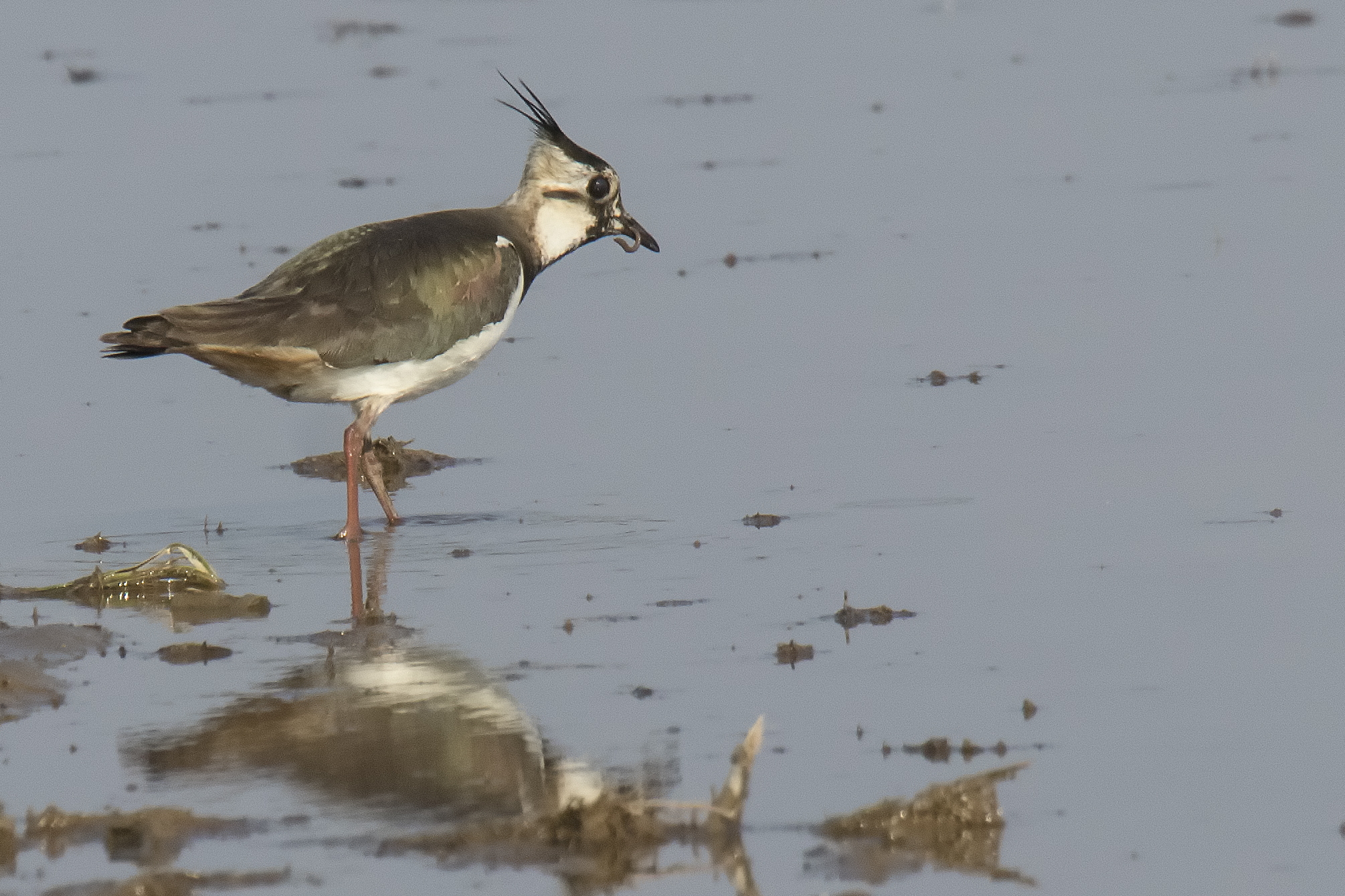 Lapwing in Paddy...