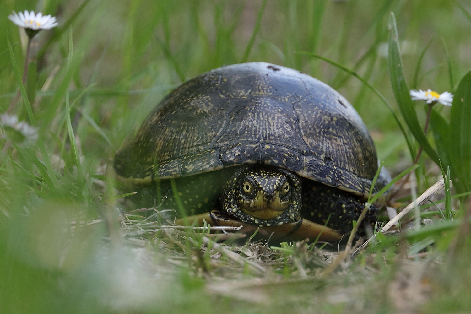 European Marsh Turtle...