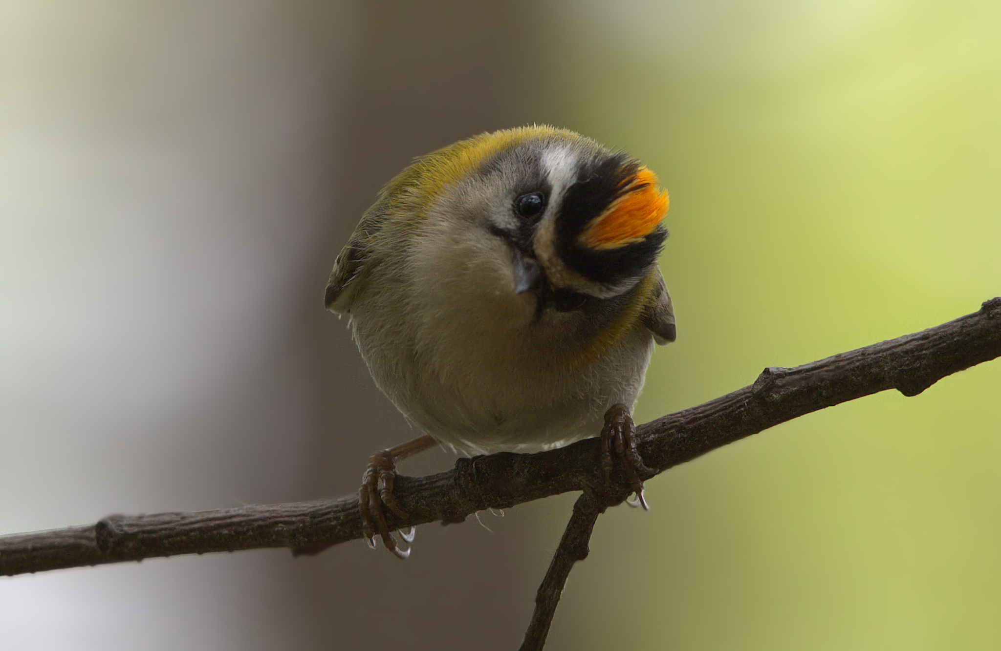Who are you? Where do You come from?... A Firecrest......
