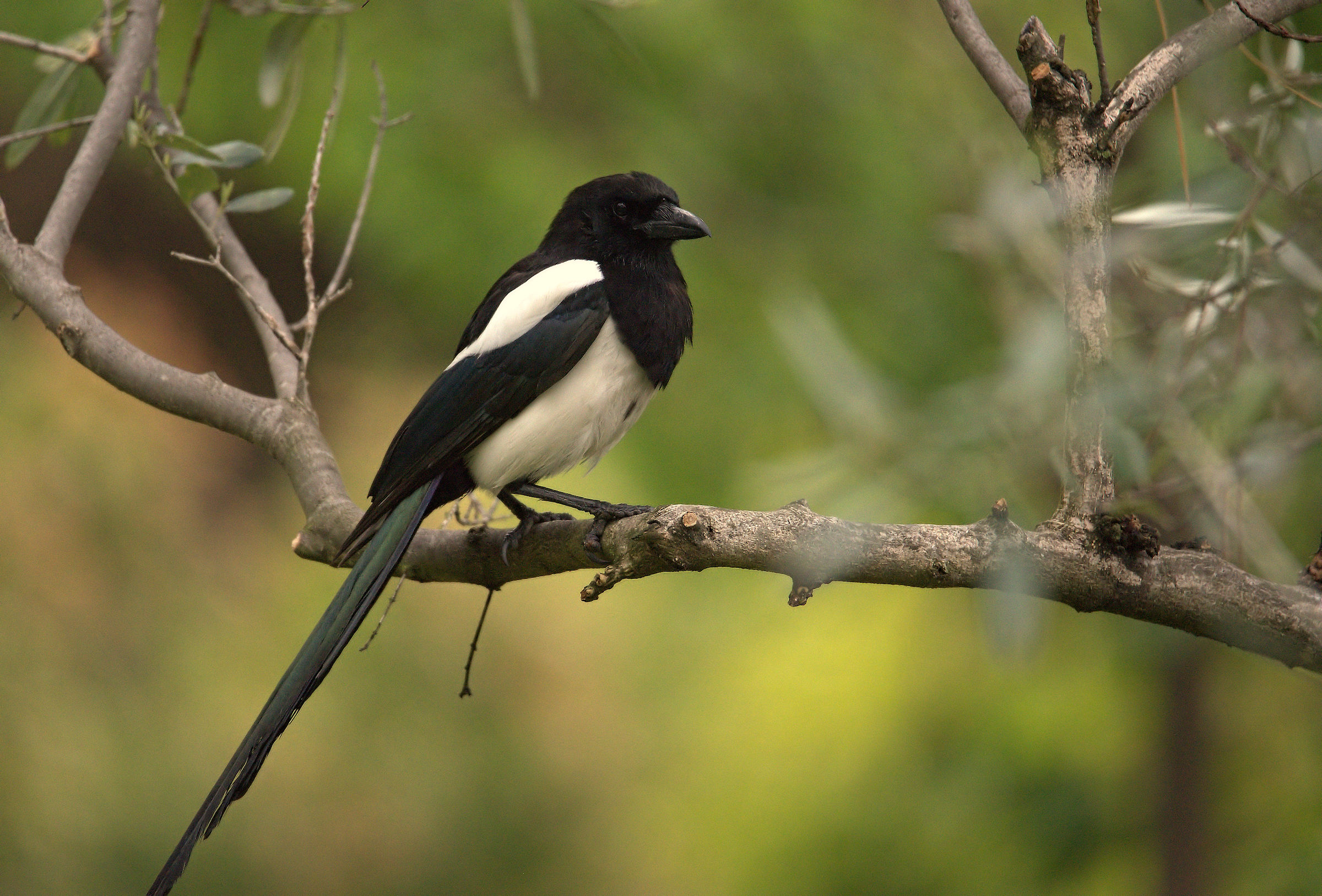 Magpie...