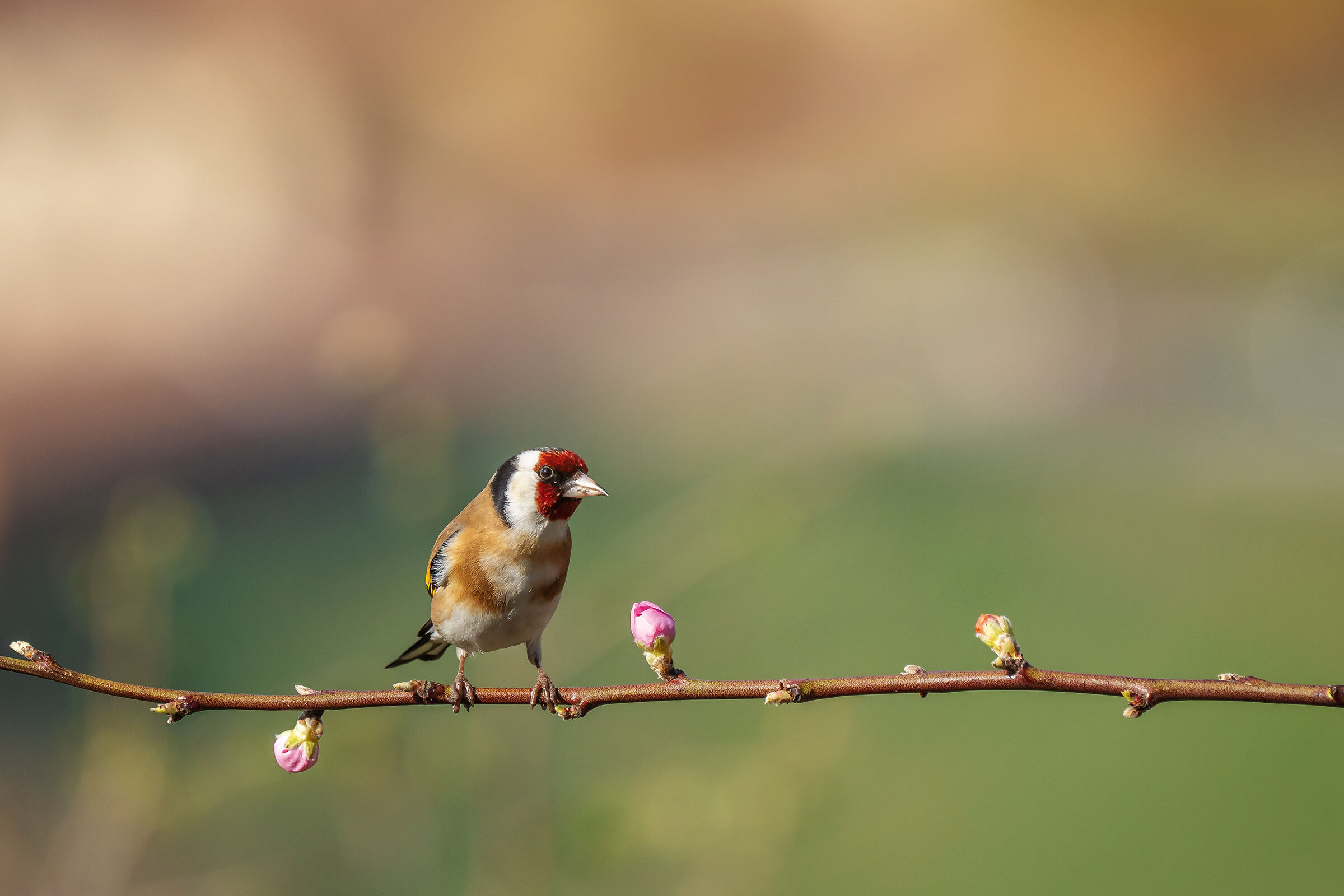 Goldfinch on Peach Blossoms...
