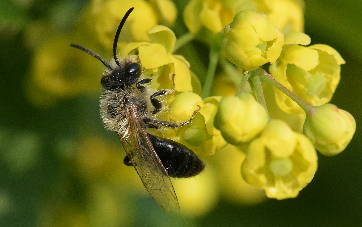 Pollinators and pollinated...