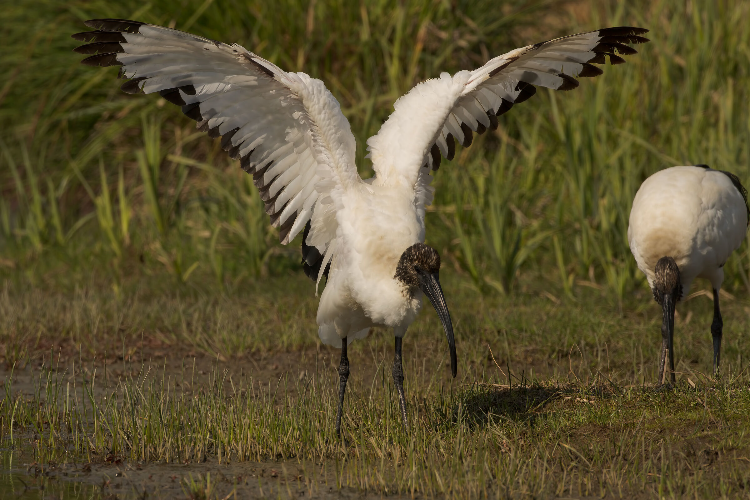 Still ibis...