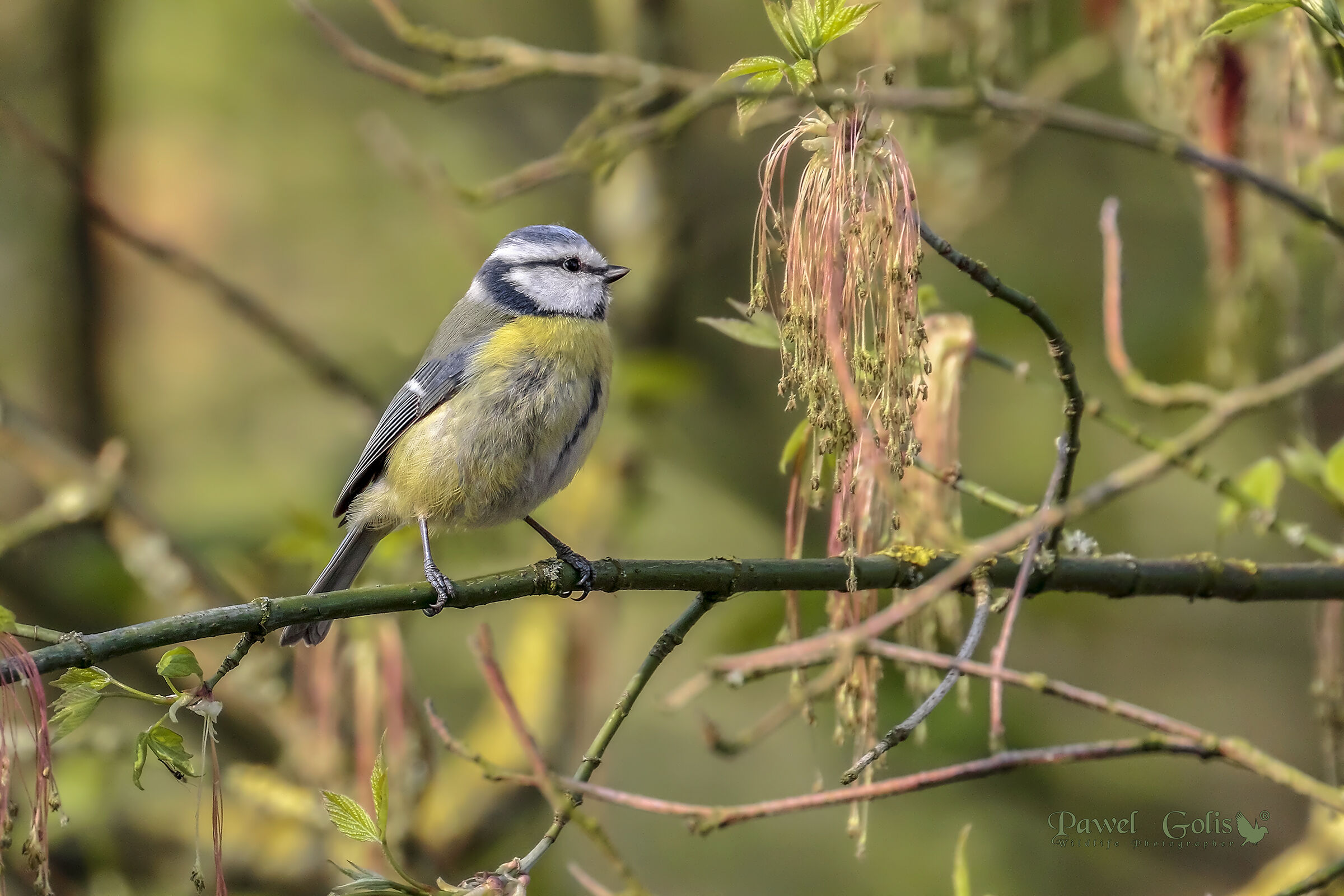 Eurasian blue tit (Cyanistes caeruleus)...