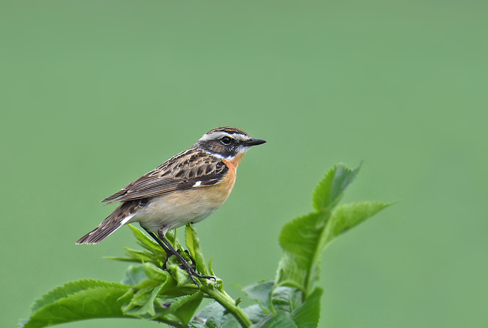 WHINCHAT...