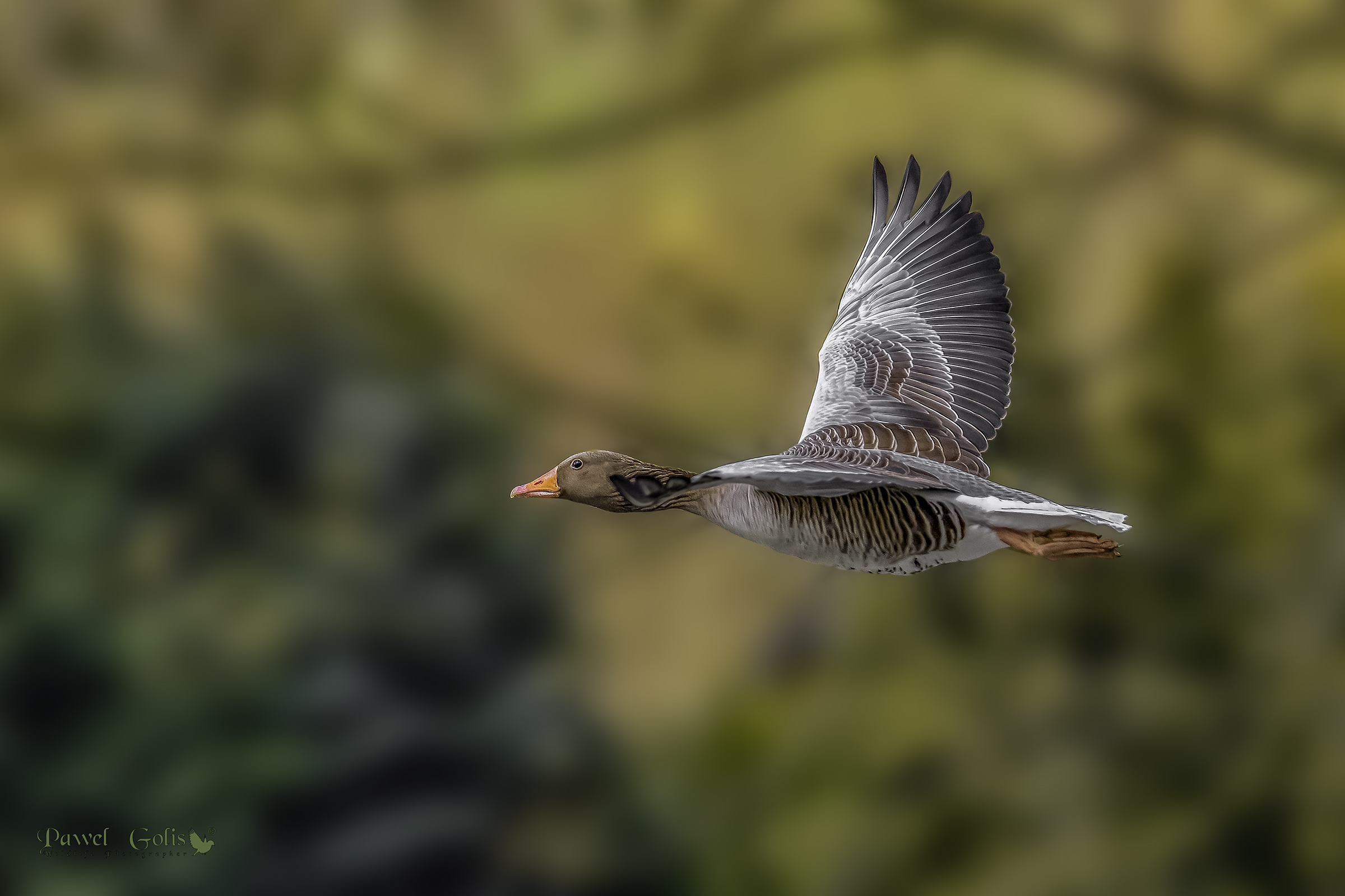 Greylag goose (Anser anser) in Fly...