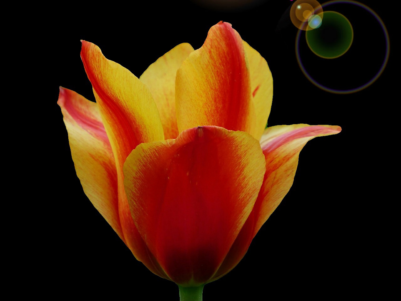 Tulipano...