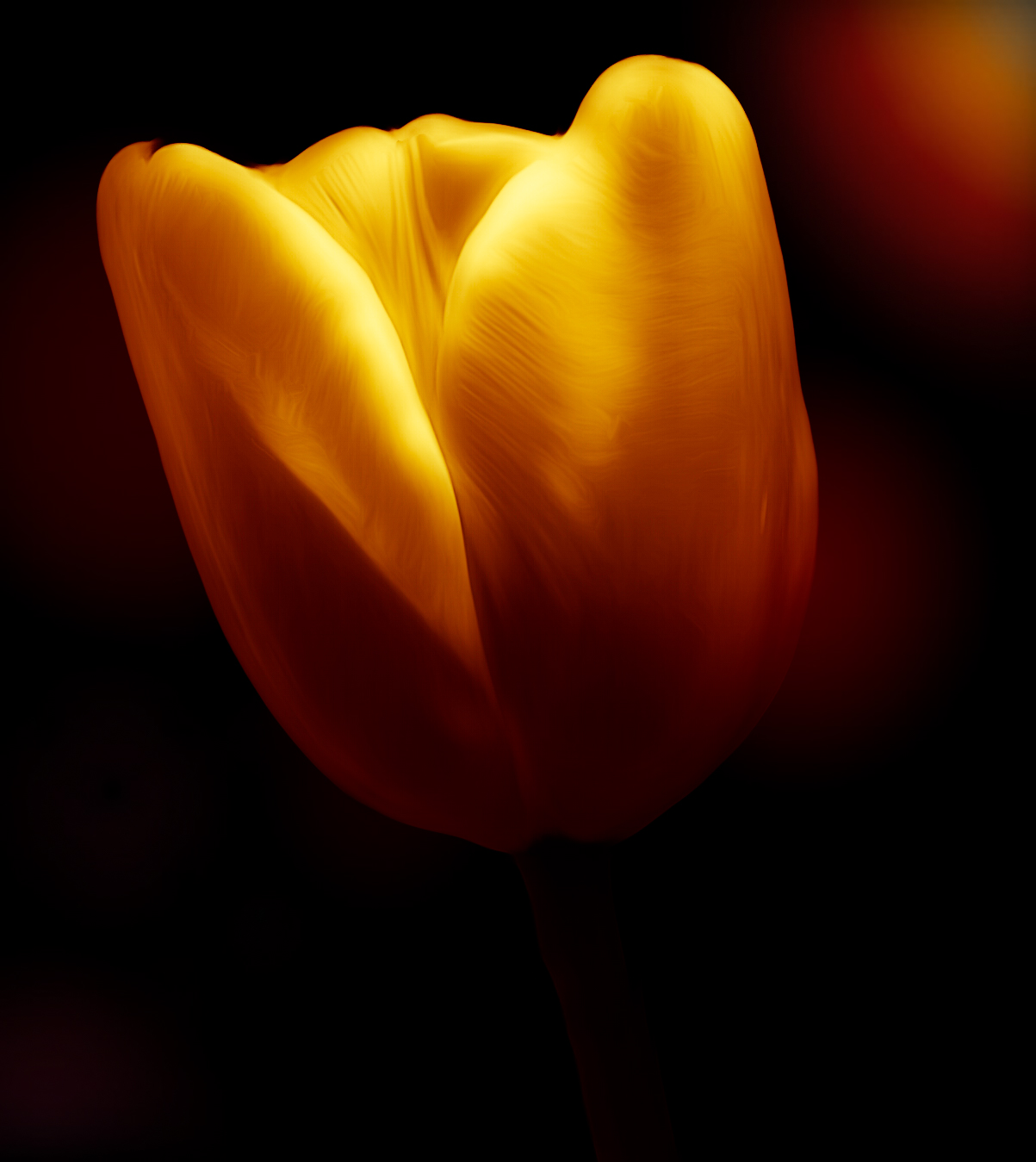 Tulip...
