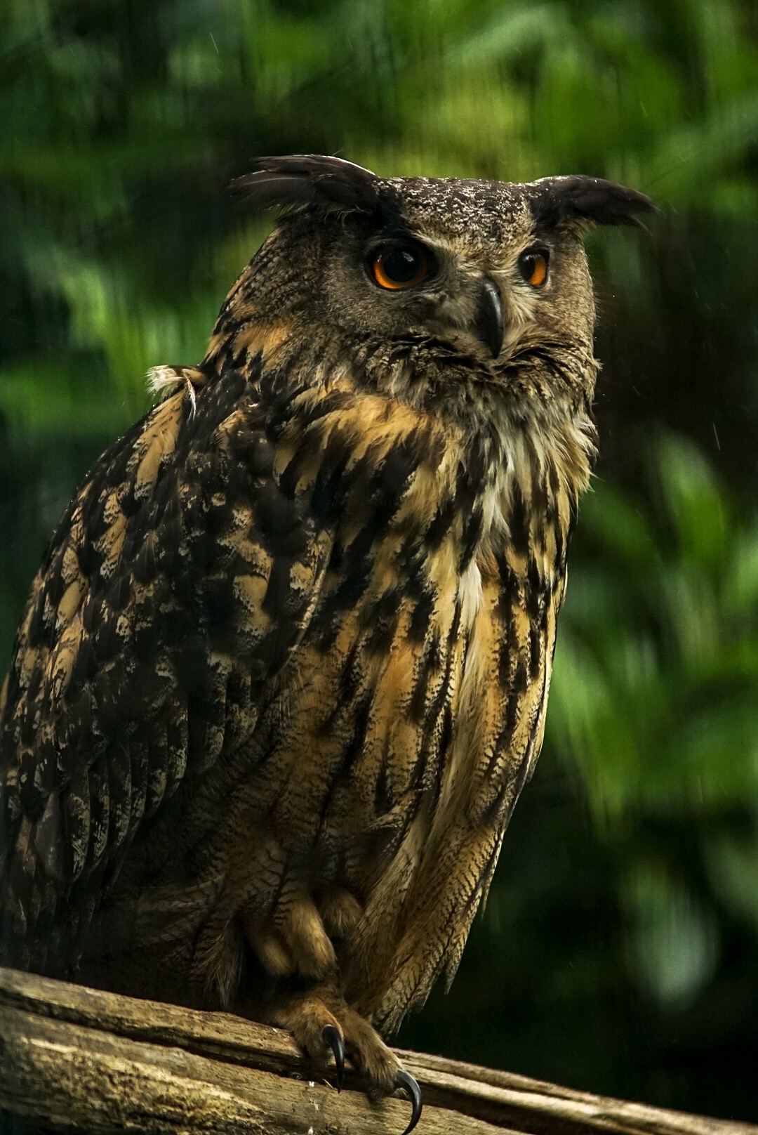 Eagle Owl ...